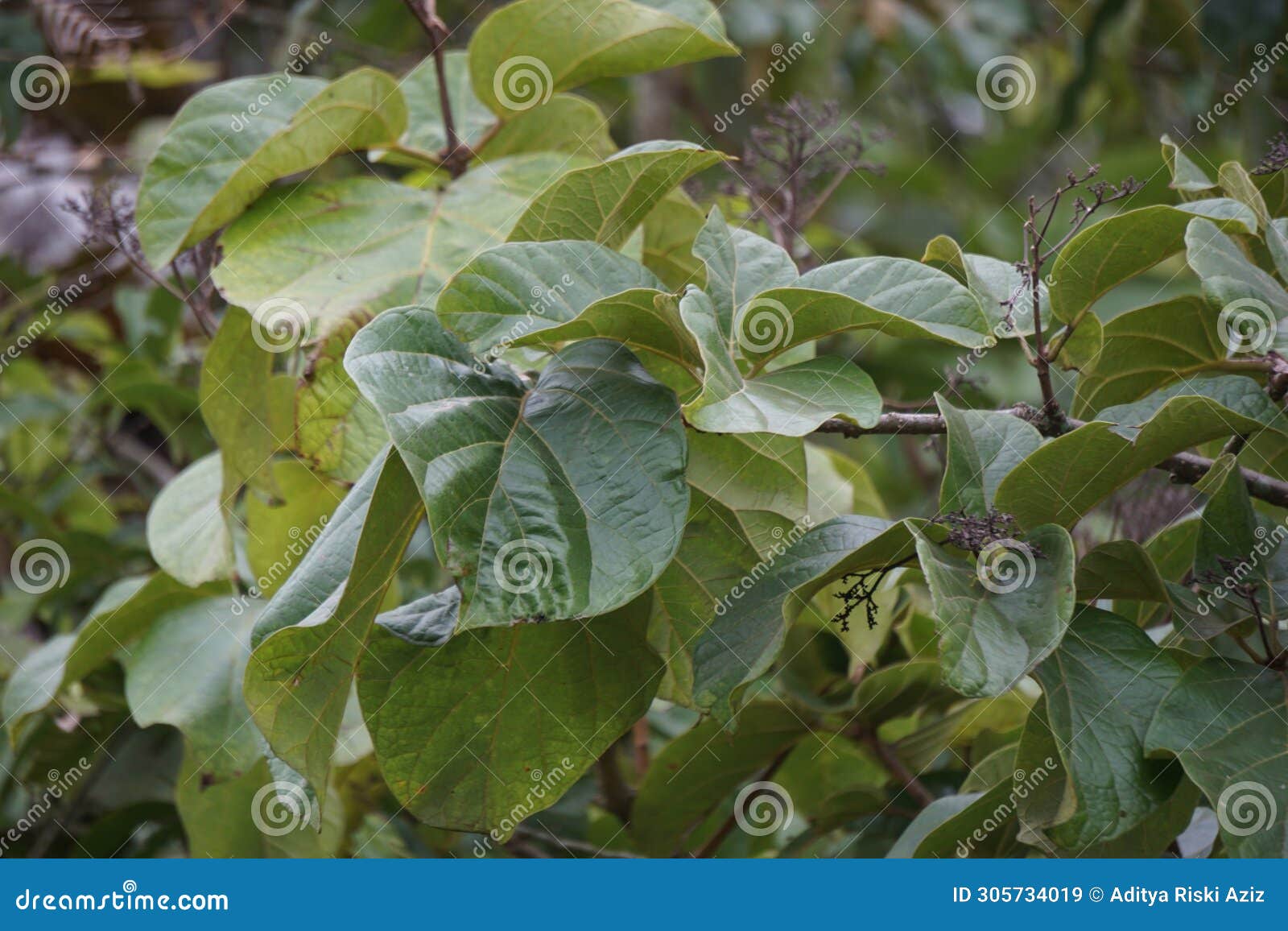 cola cordifolia (mandingo cola, wild cola). this plant is a species of tree in the family mallows