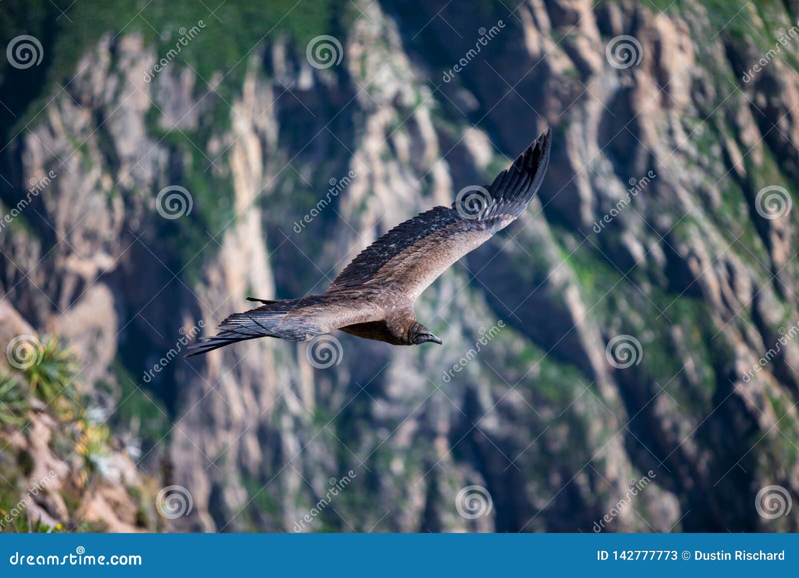majestic condor flying over the colca canyon in chivay, peru looking for dead prey