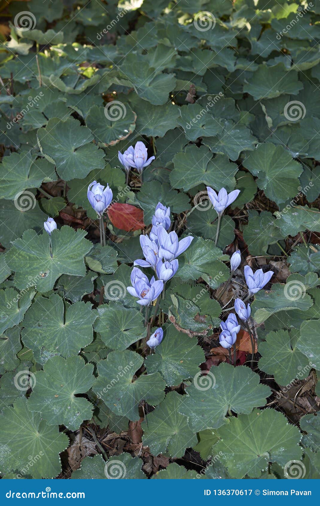 colchium autunnale and alchemilla mollis flowerbed