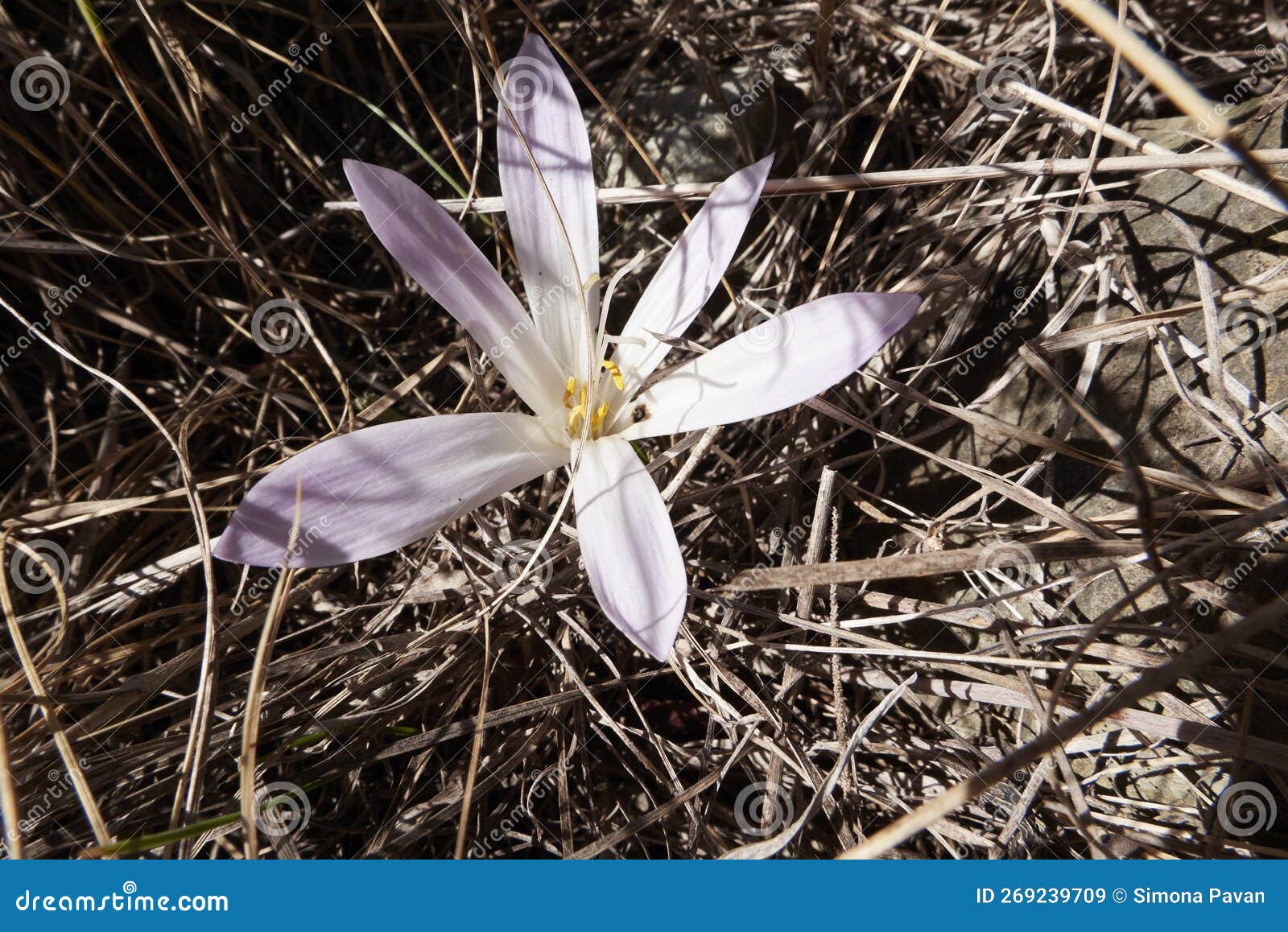 colchium autunnale in bloom