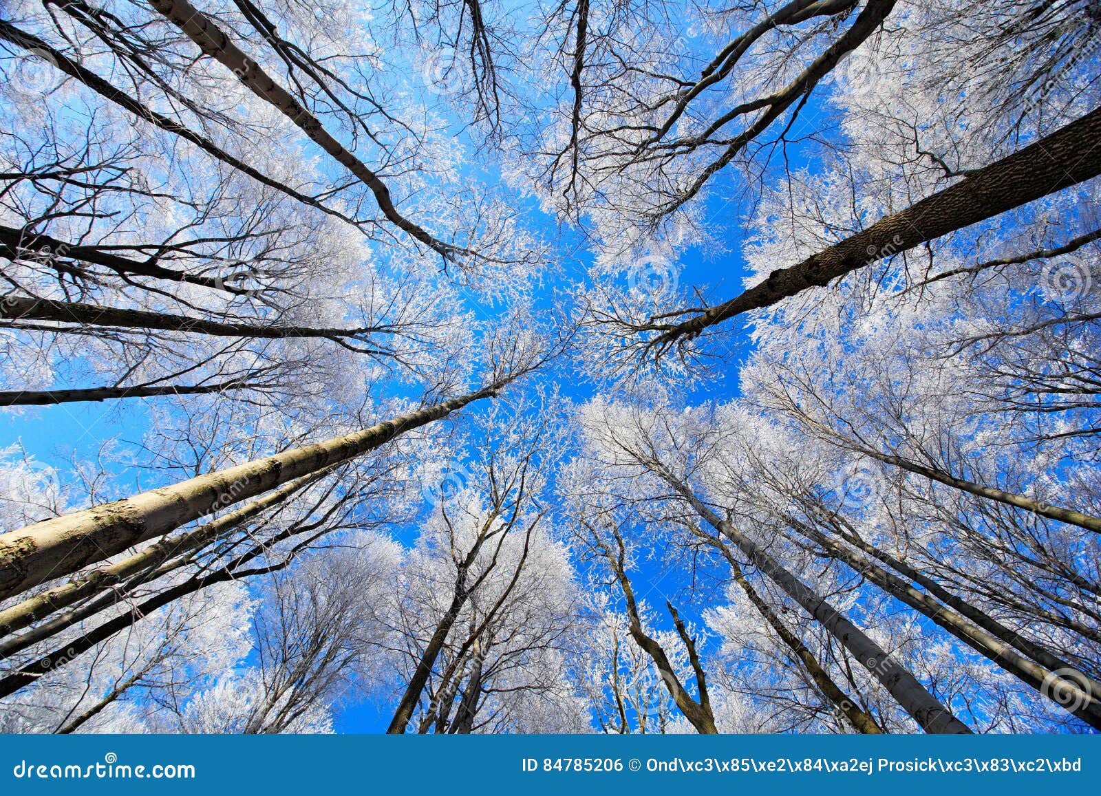 cold day with rime. winter landscape with rime treetop and dark blue sky. snowy forest with ice on the tree trunk. winter in europ