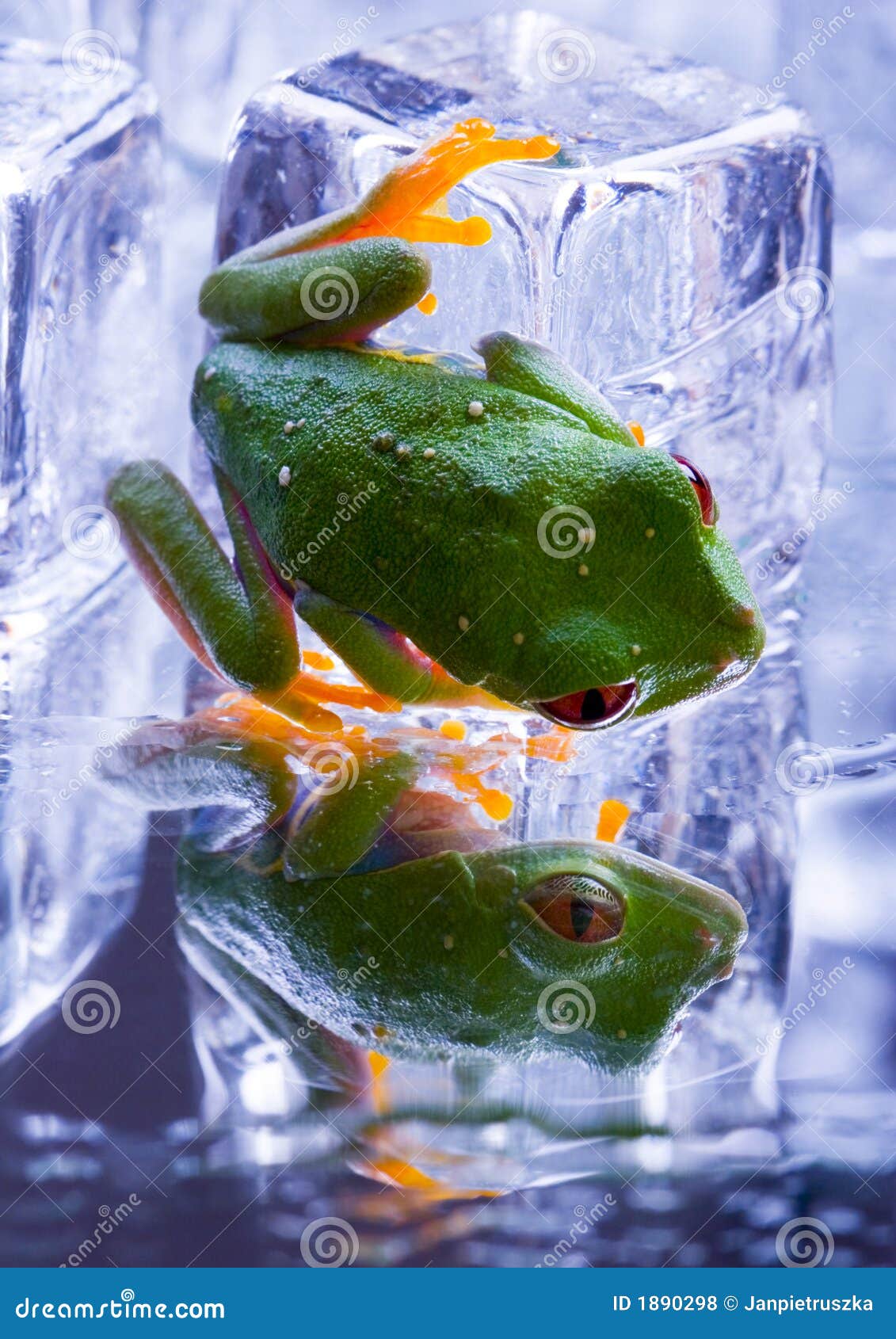 Cold frog stock photo. Image of bulging, amphibia, crazy - 1890298