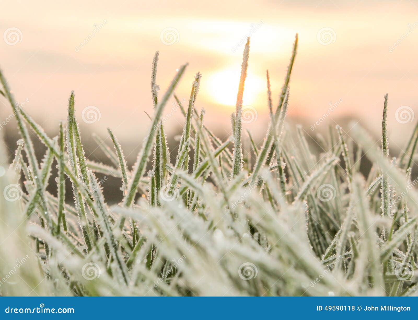 a cold hard frost on blades of grass