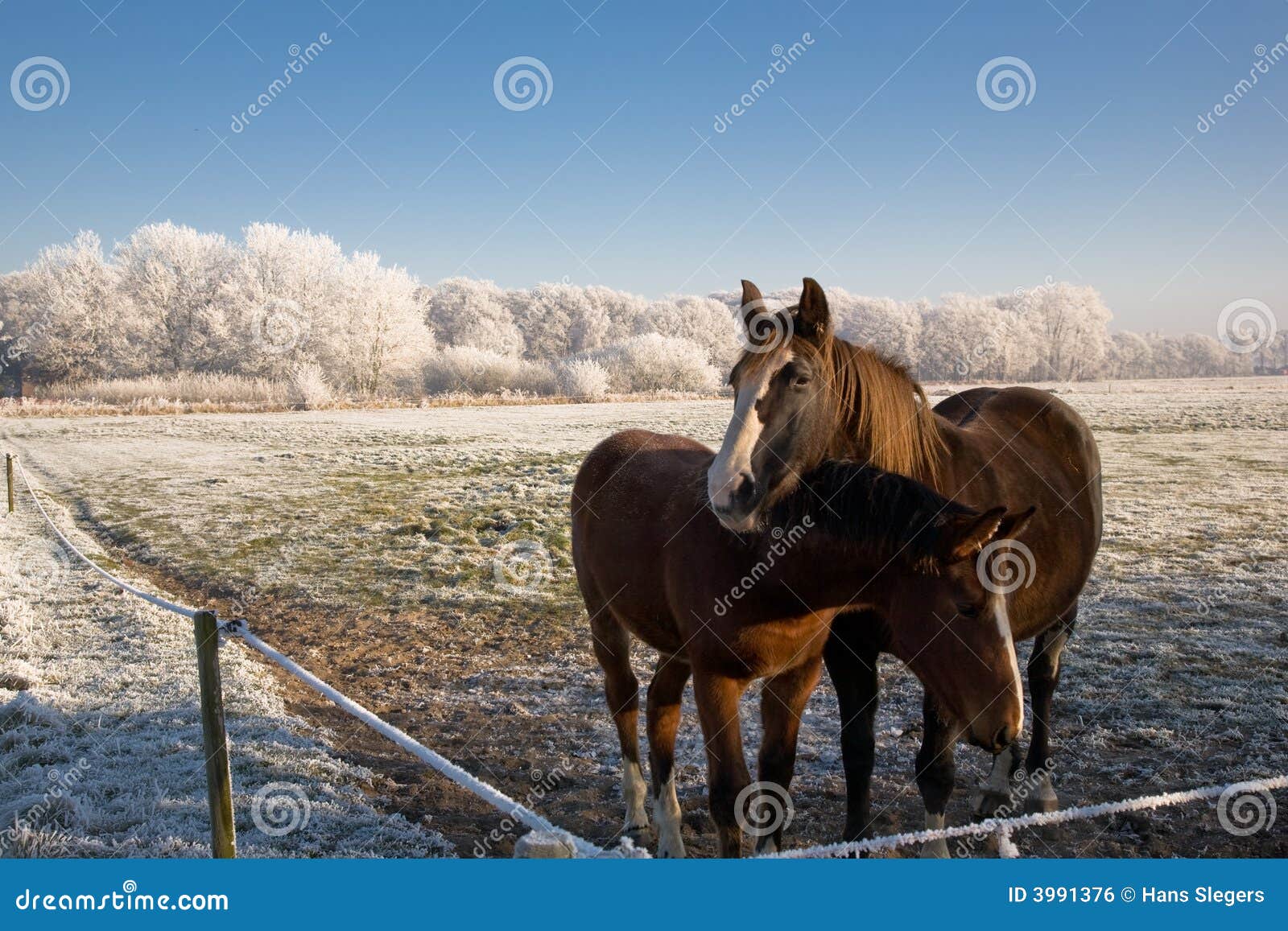 Cold horses stock photo. Image of horses, frozen, christmas 3991376