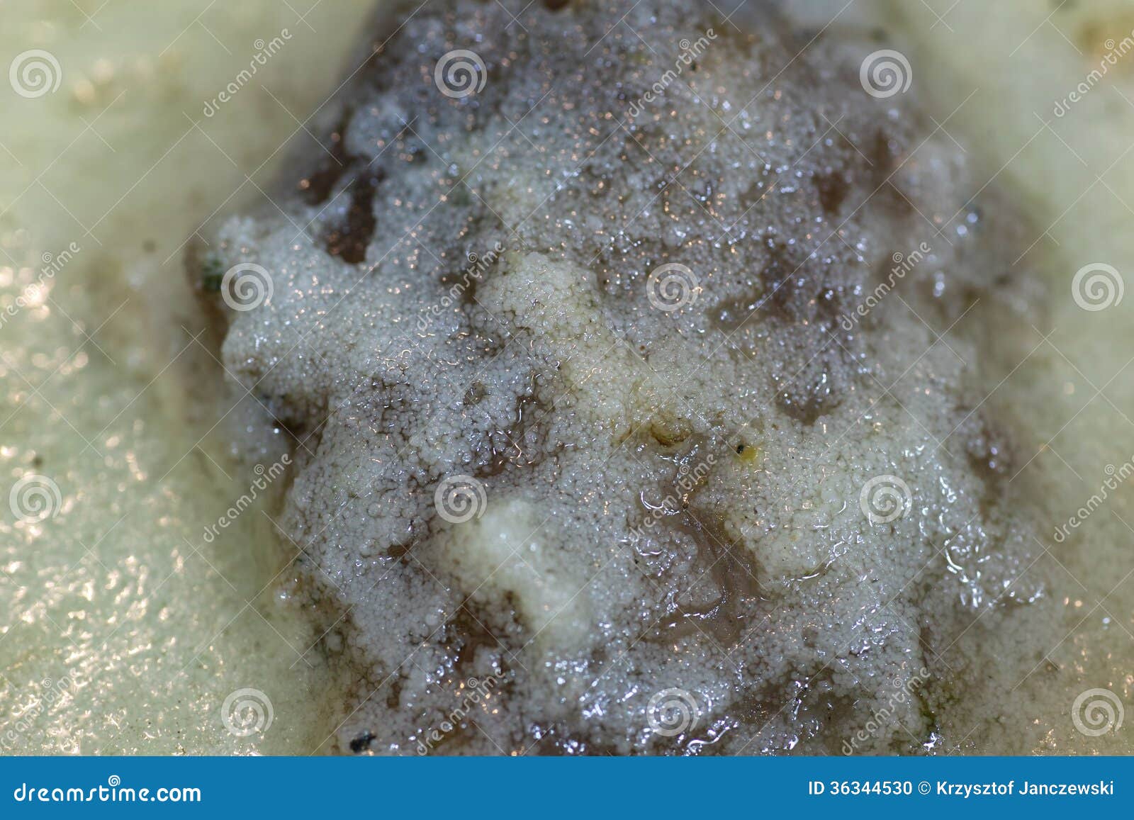 Cold jelly meat. stock photo. Image of dish, table, preparation 36344530