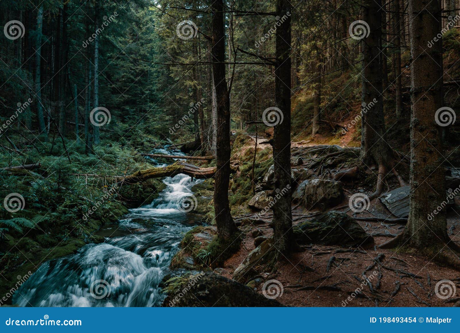 cold moutain forest wilderness with wild stream in evenning light