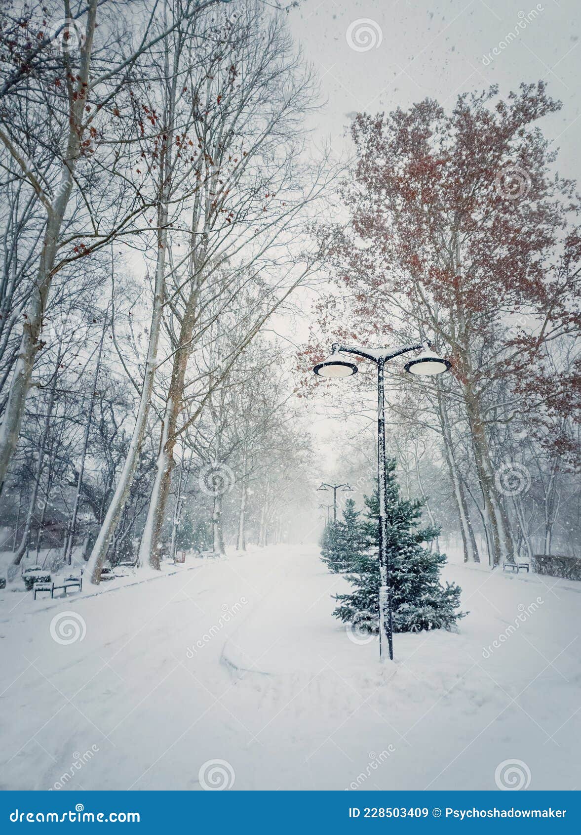 Cold, Snowy Winter Morning in the Park with Multiple Snowflakes Falling