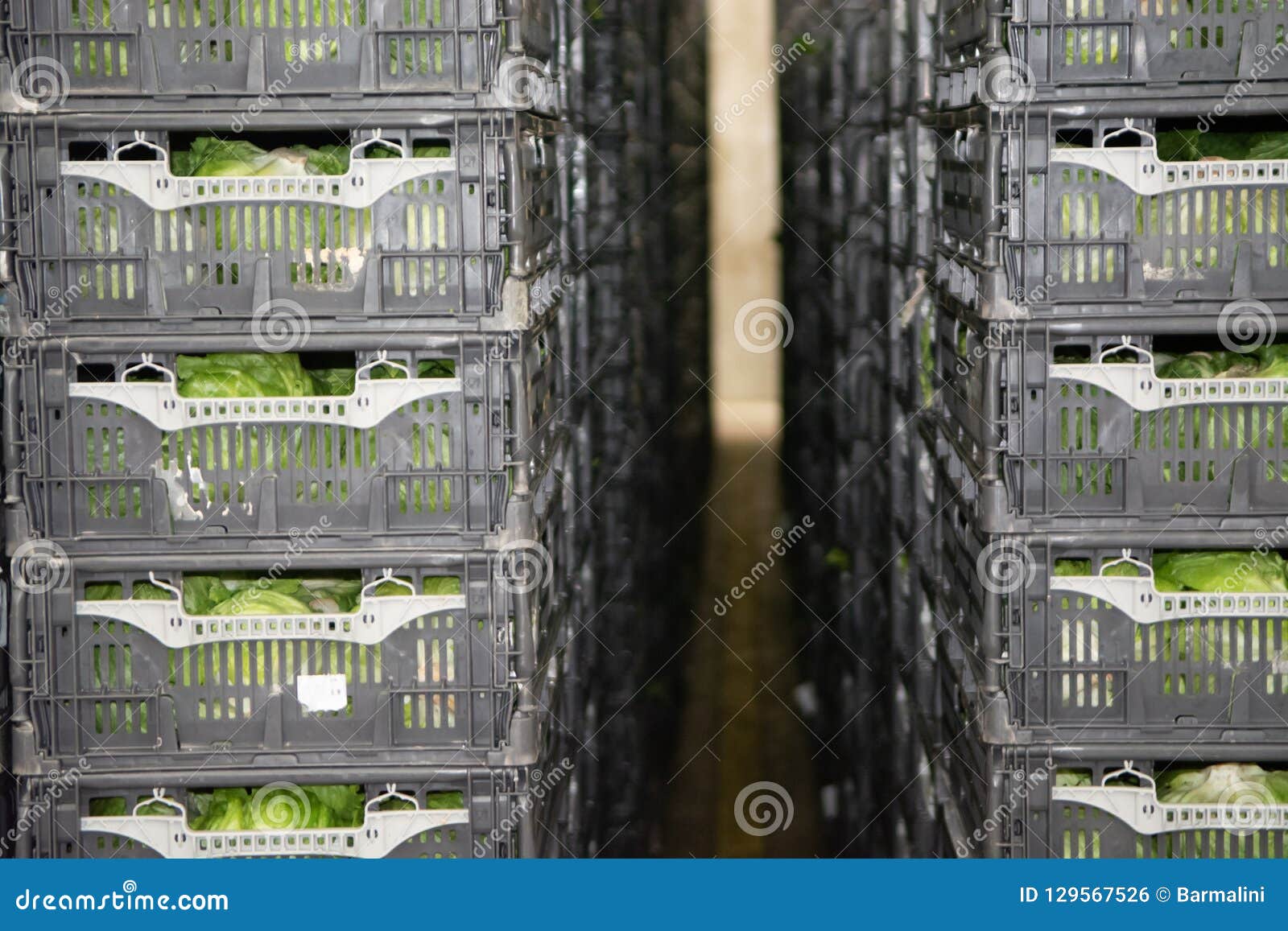 Cold Storage of Fresh Packed Vegetables in Plastic Boxes in Big Stock