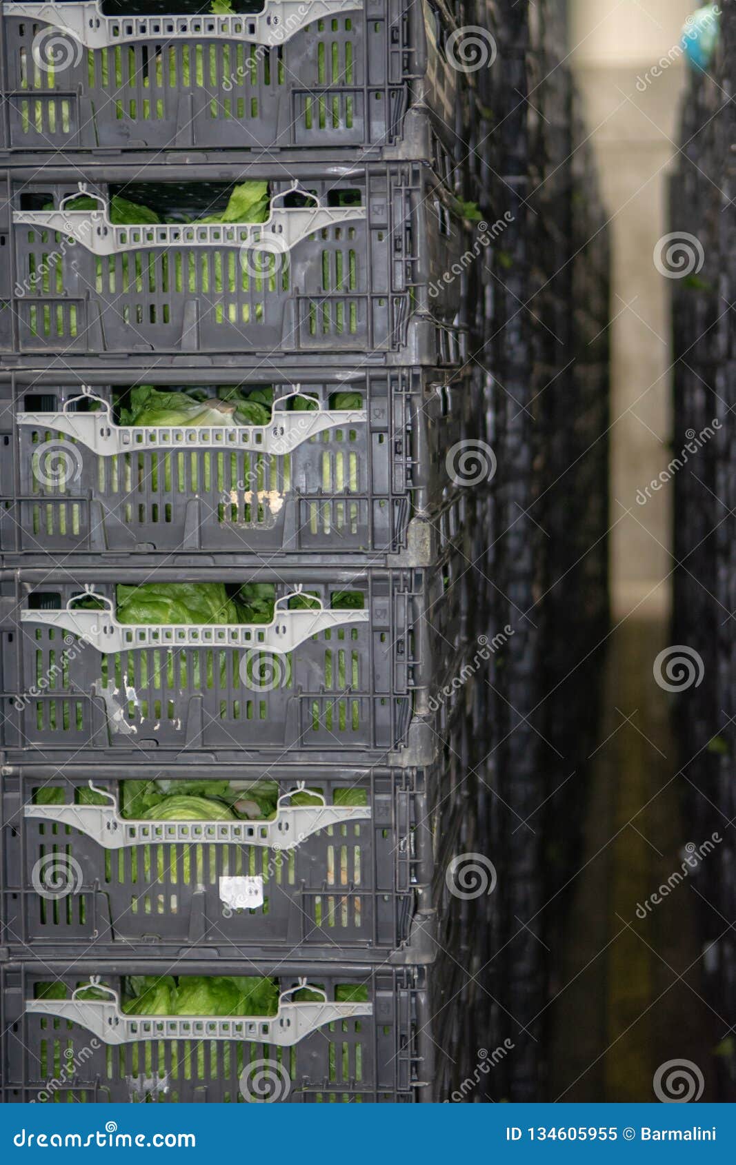 Cold Storage of Fresh Packed Vegetables in Plastic Boxes in Big