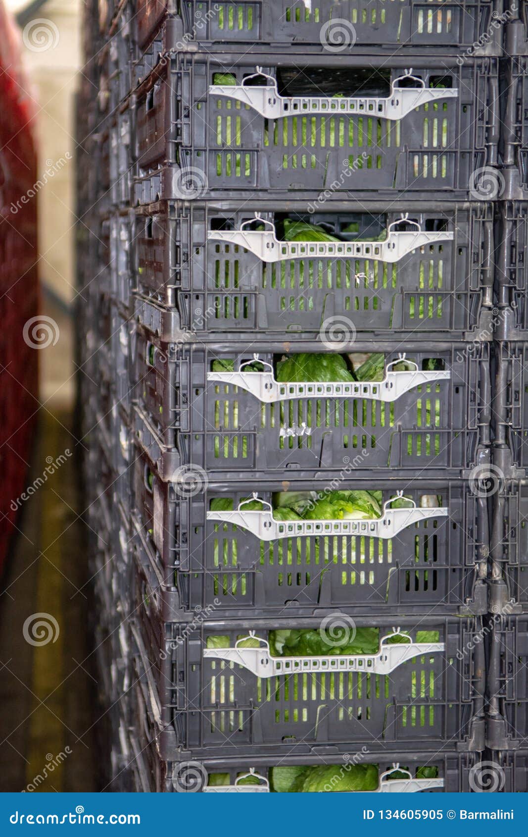Cold Storage of Fresh Packed Vegetables in Plastic Boxes in Big