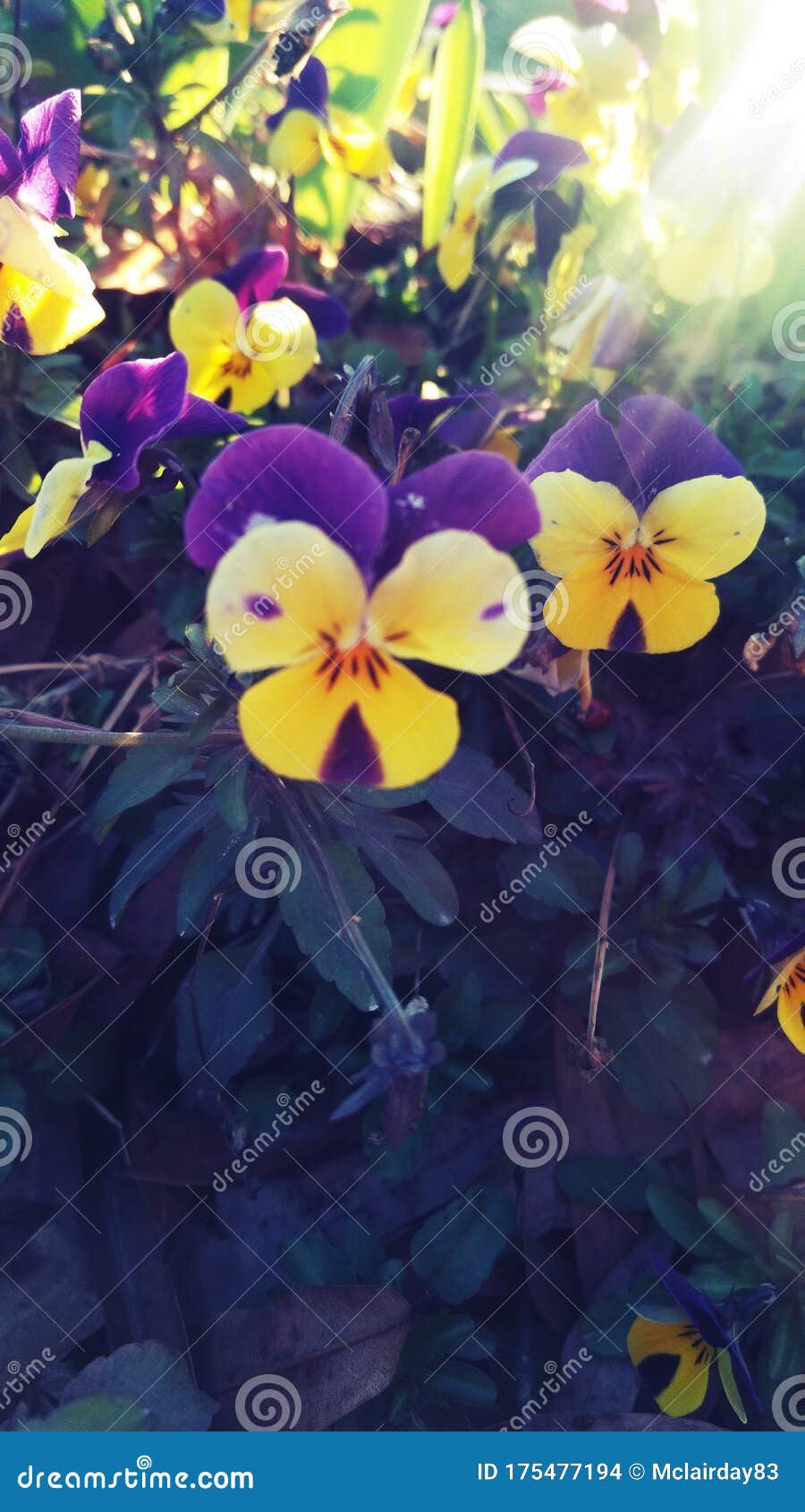 Cold weather Viola stock photo. Image of japanese, weather 175477194