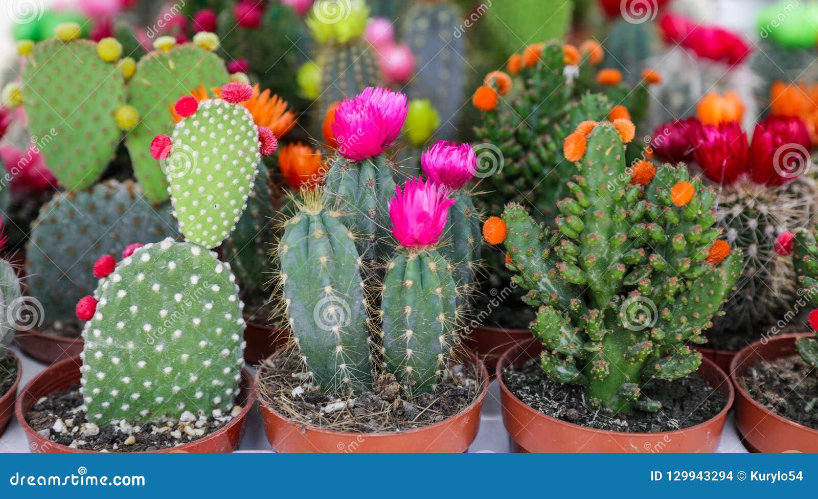 Coleção Colorida Dos Cactos Decorativos Pequenos Que Florescem Plantas Em  Uns Potenciômetros Foto de Stock - Imagem de cactos, bonito: 129943294