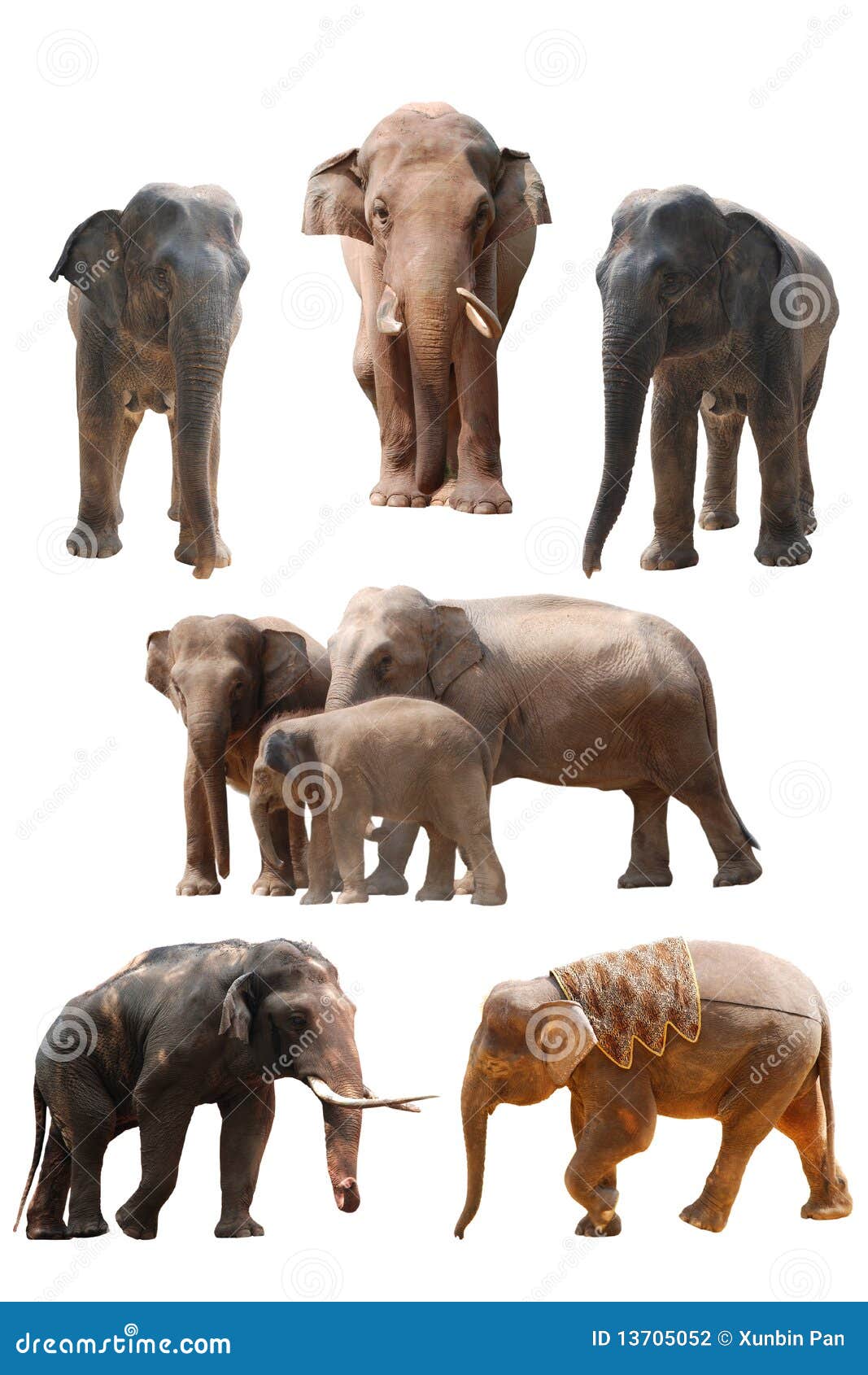 Elefante Pacífico Estepe Gordo PNG , Safári, Mamífero, Porta Malas PNG  Imagem para download gratuito, image size:1067x1690