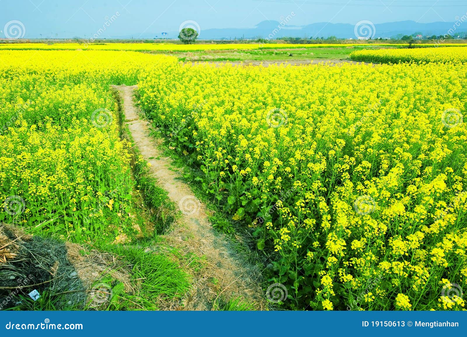 Cole flowers stock image. Image of cole, yellow, earth 19150613