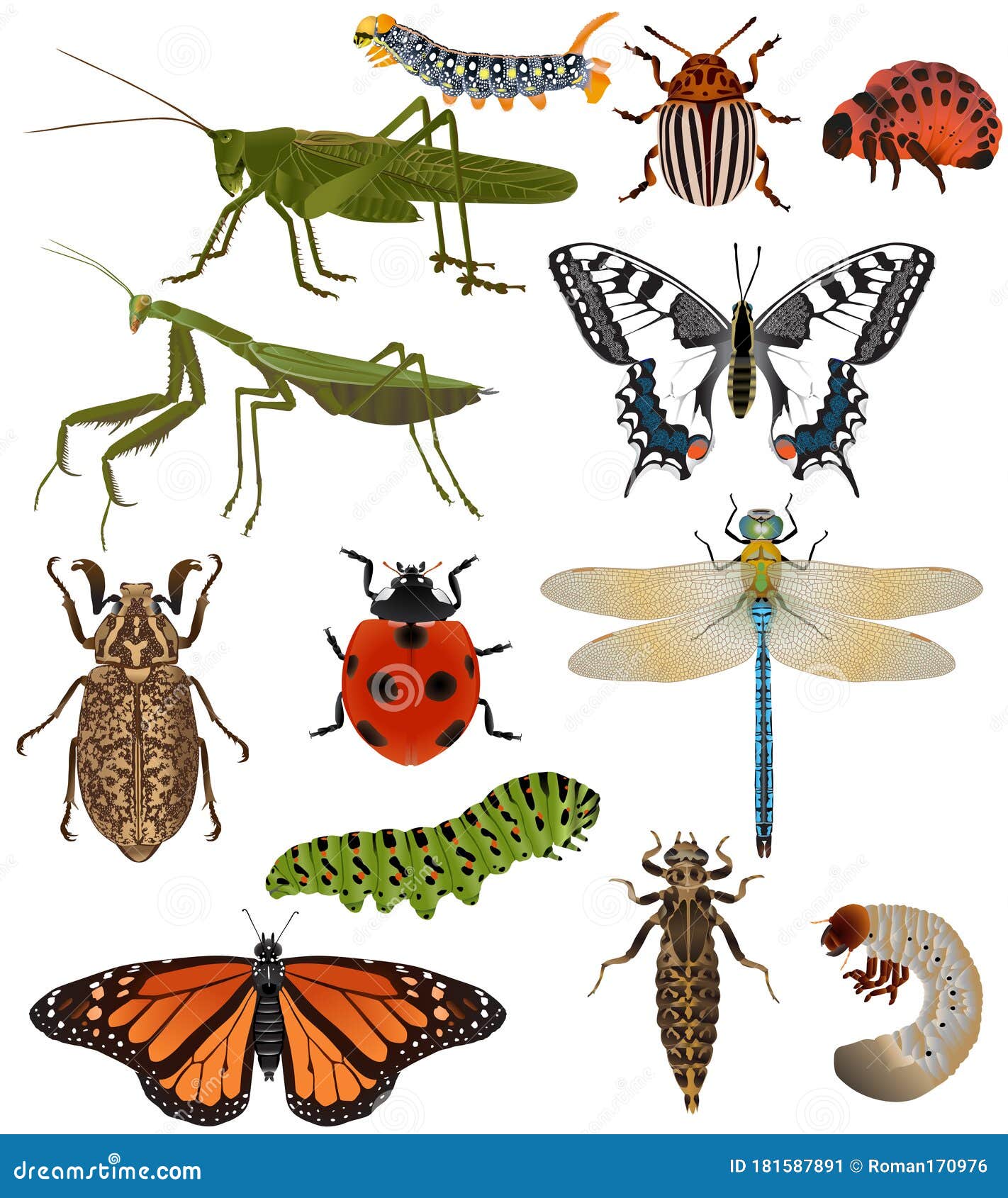 Conciliador Mexico Seguir Colección De Insectos En Imágenes a Color Ilustración del Vector -  Ilustración de insecto, fauna: 181587891