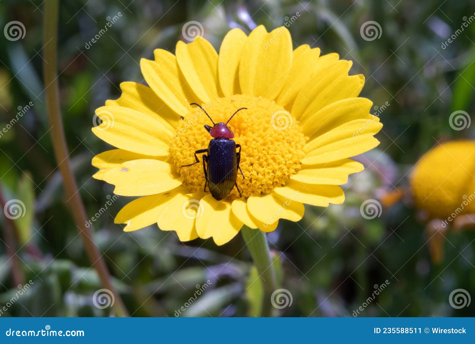 a coleoptera tenebrionidae perched on a anthemis tinctoria