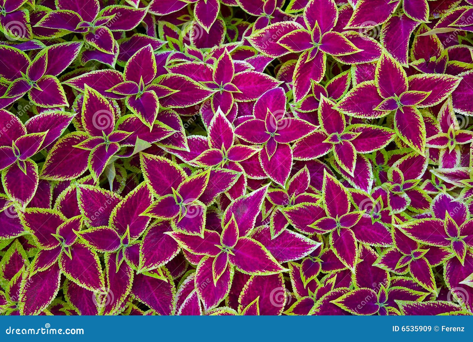 Coleus background stock image. Image of growth, abstract - 6535909