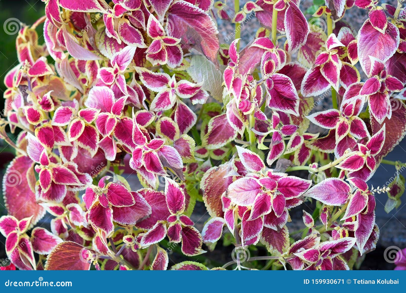 Coleus Blumei Is A Perennial Flower With Red Leaves In The Middle Stock Image Image Of Leaf Horticulture 159930671