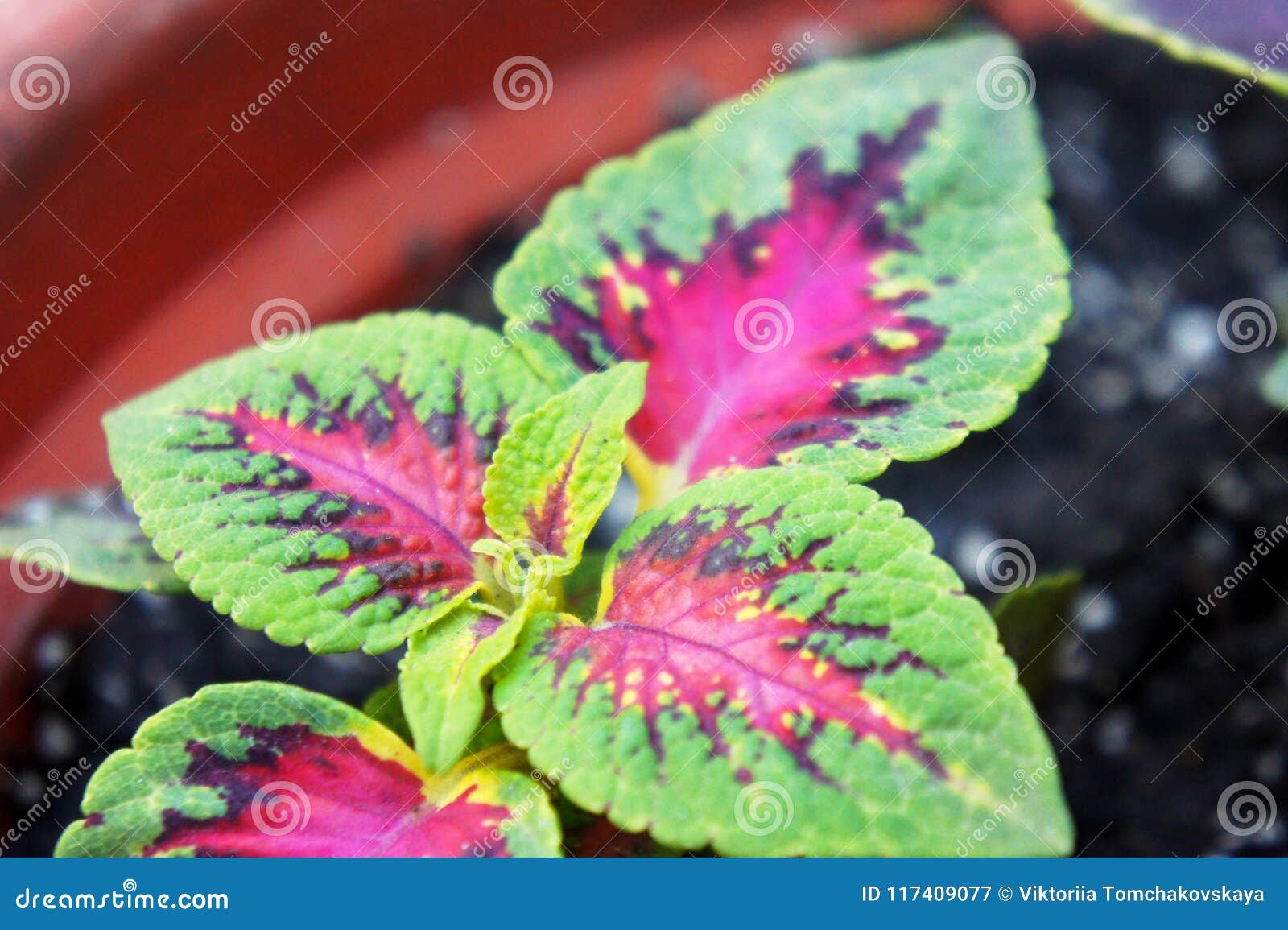 Featured image of post Imagens De Plantas Com Flores : Recuerda que aquí puedes recopilar información sobre plantas, rosas de todo tipo y color como rosas rojas, rosas, moradas….