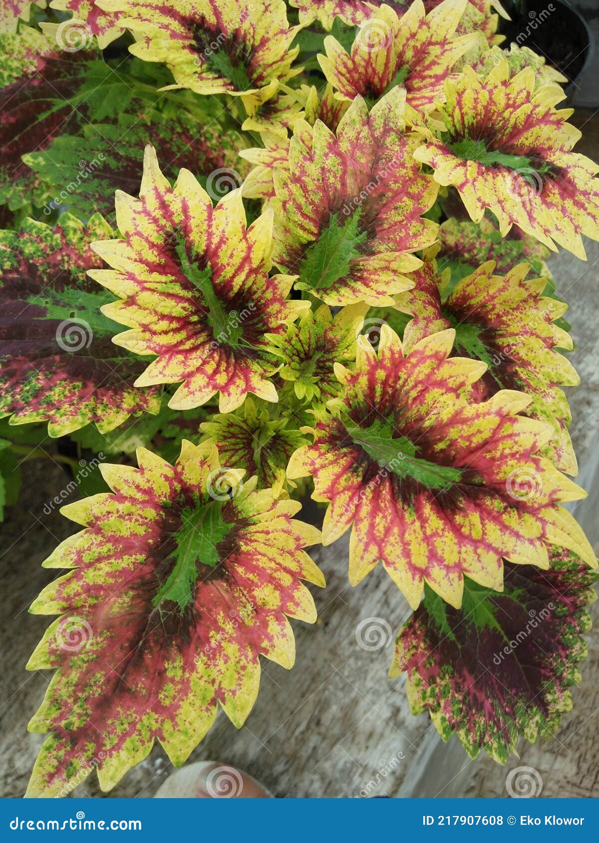 Coleus is a Genus of Perennial or Perennial Plants or Shrubs Stock