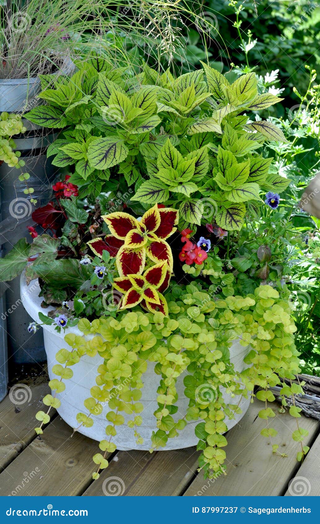 creeping jenny flower