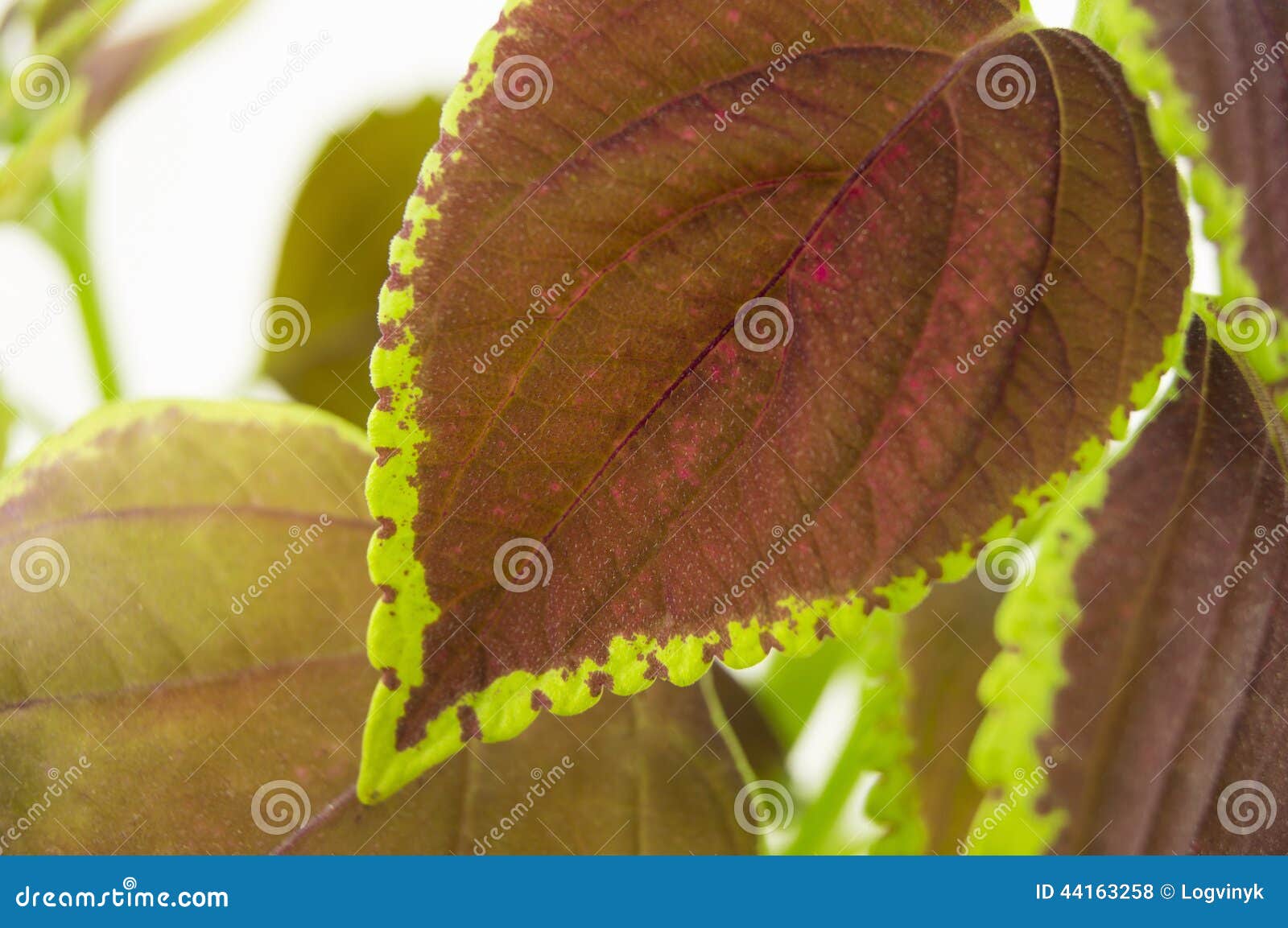 Coleus Isolated Over White Background. for Your Stock Photo - Image of