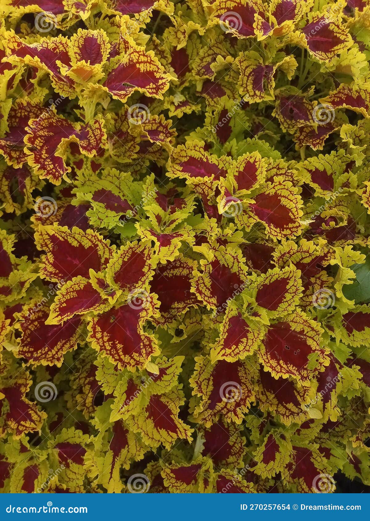 Coleus Plants that Have Yellow and Red Leaf Color Variations Stock