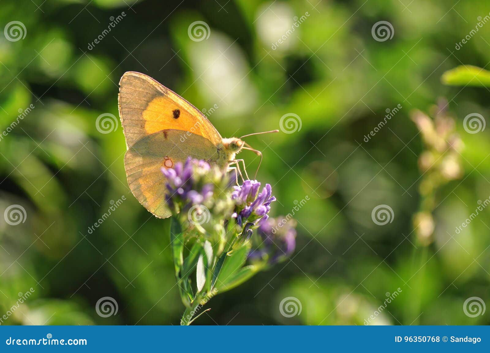 colias croceus