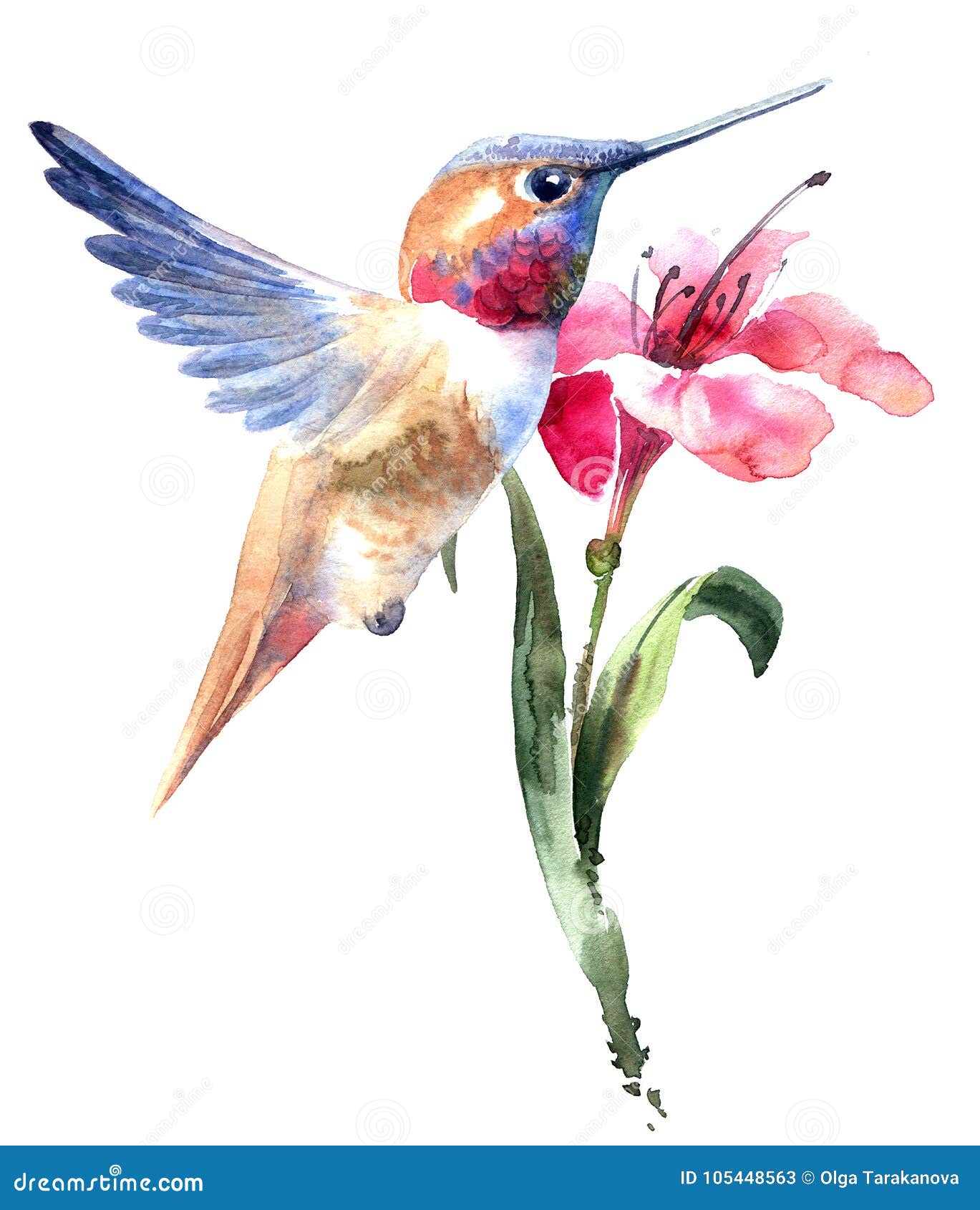 Colibrí Del Vuelo Con La Flor Stock de ilustración - Ilustración de flor,  pétalo: 105448563