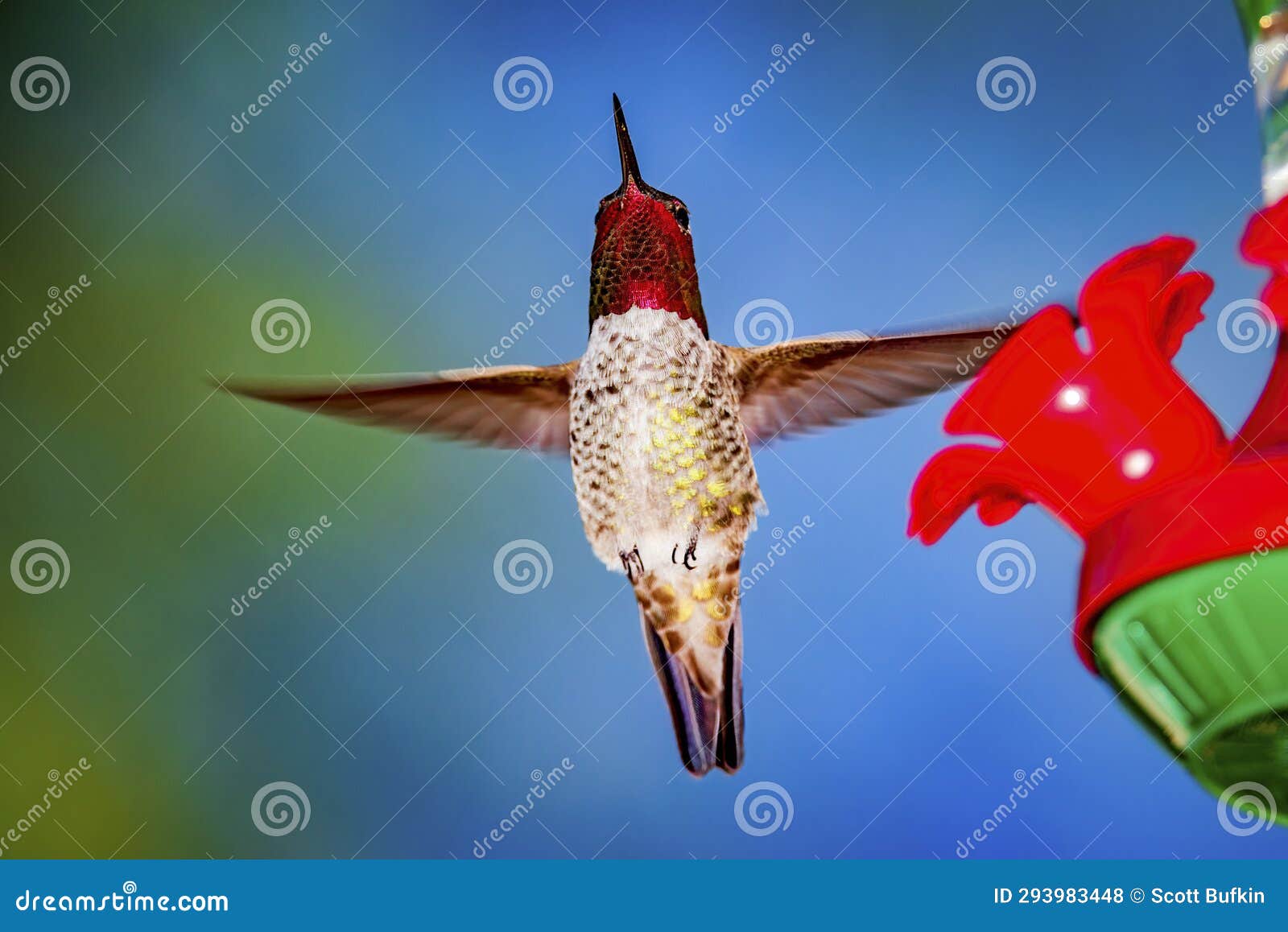 Colibri à Gorge Rouge à La Mangeoire Du Jardin Photo stock - Image du  clavettes, birdwatching: 293983448