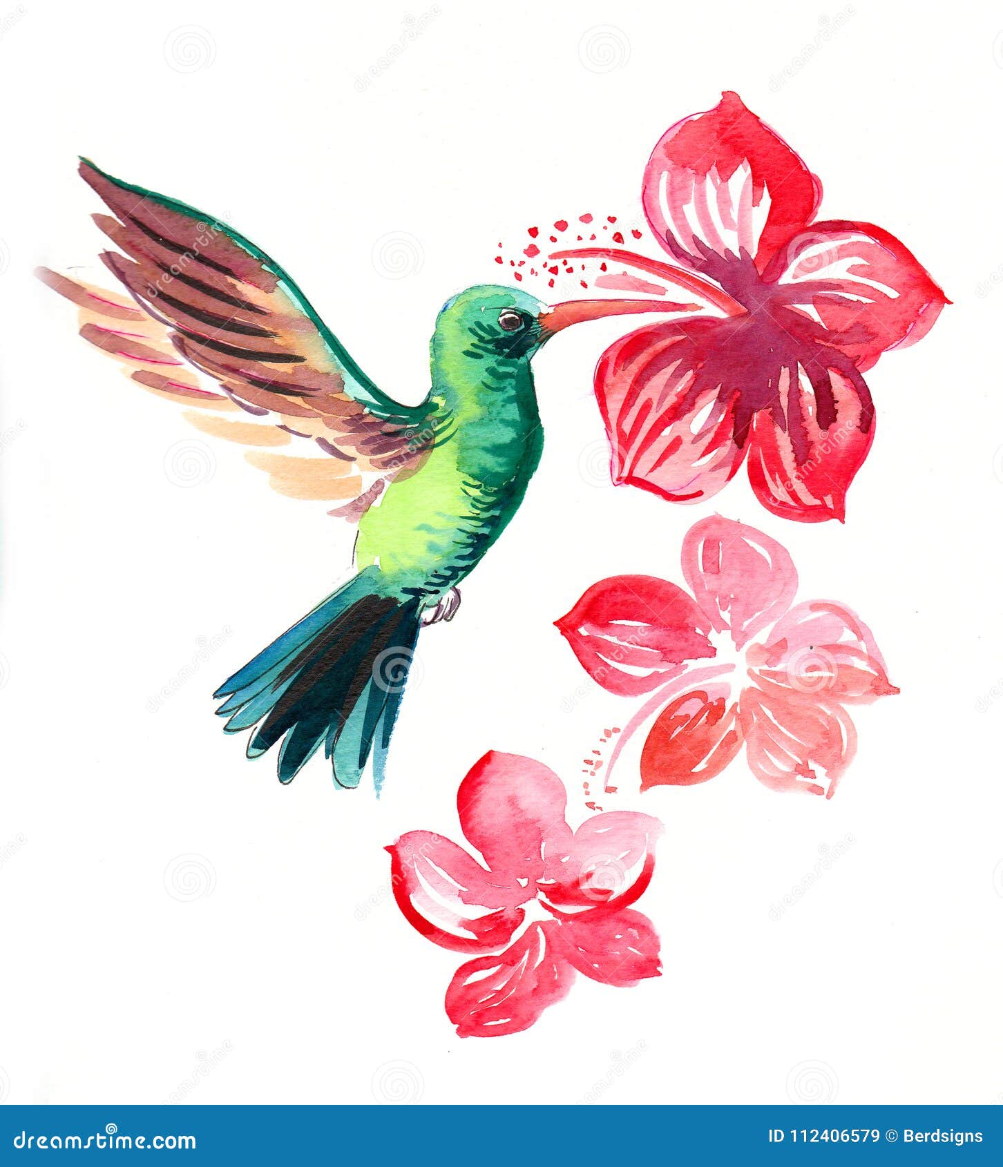 Colibri y flores stock de ilustración. Ilustración de pinturas - 112406579, image size:1452x1690