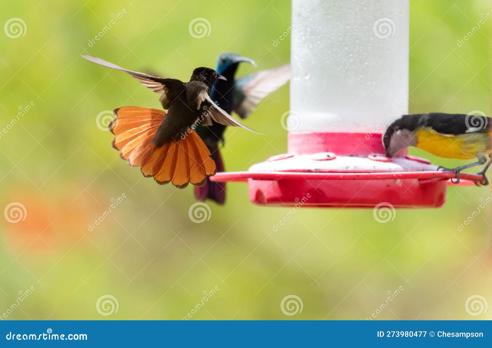 Colibris Se Battant Pour Le Nectar à Une Mangeoire D'oiseaux Dans Un  Jardin. Image stock - Image du boire, oiseau: 273980477
