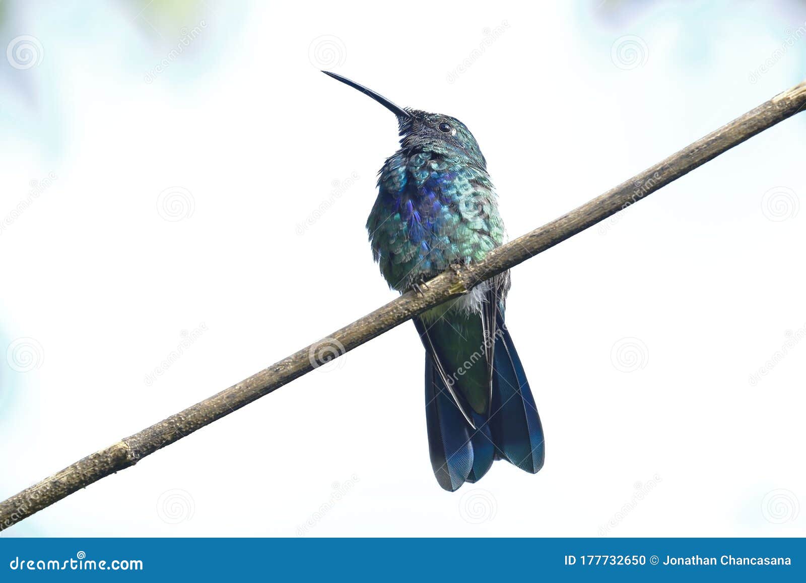 colibrÃÂ­ rutilante colibri coruscans