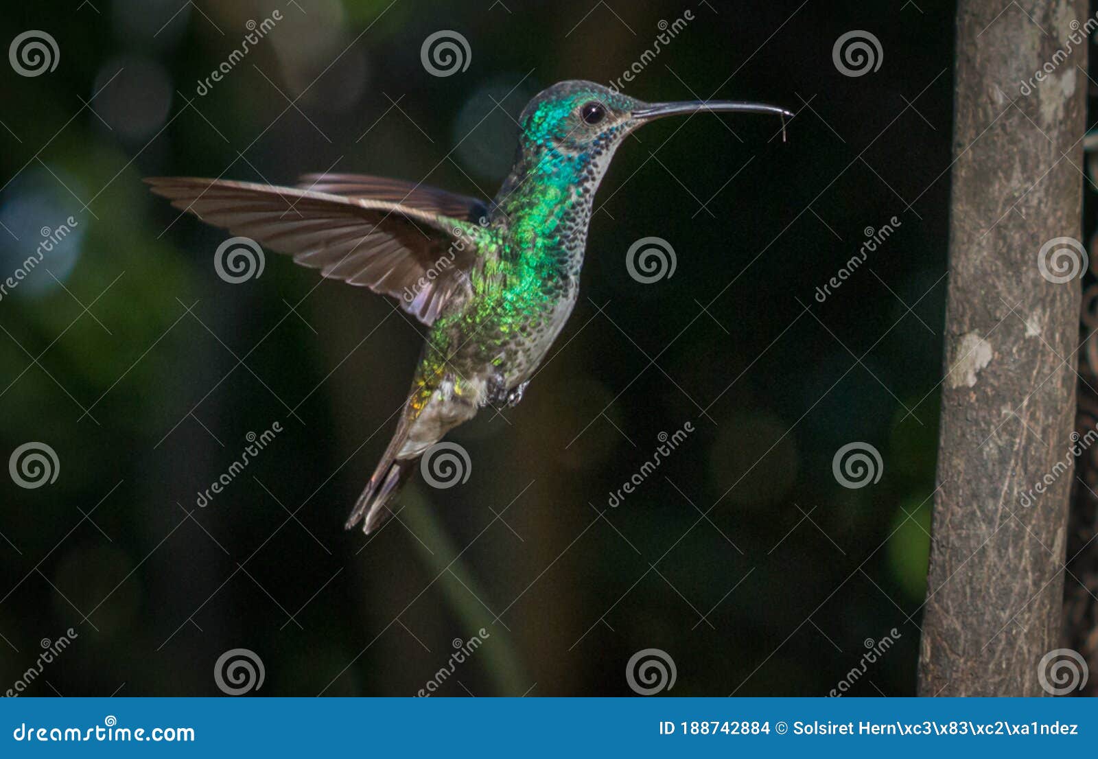 colibrÃÂ­es venezolanos