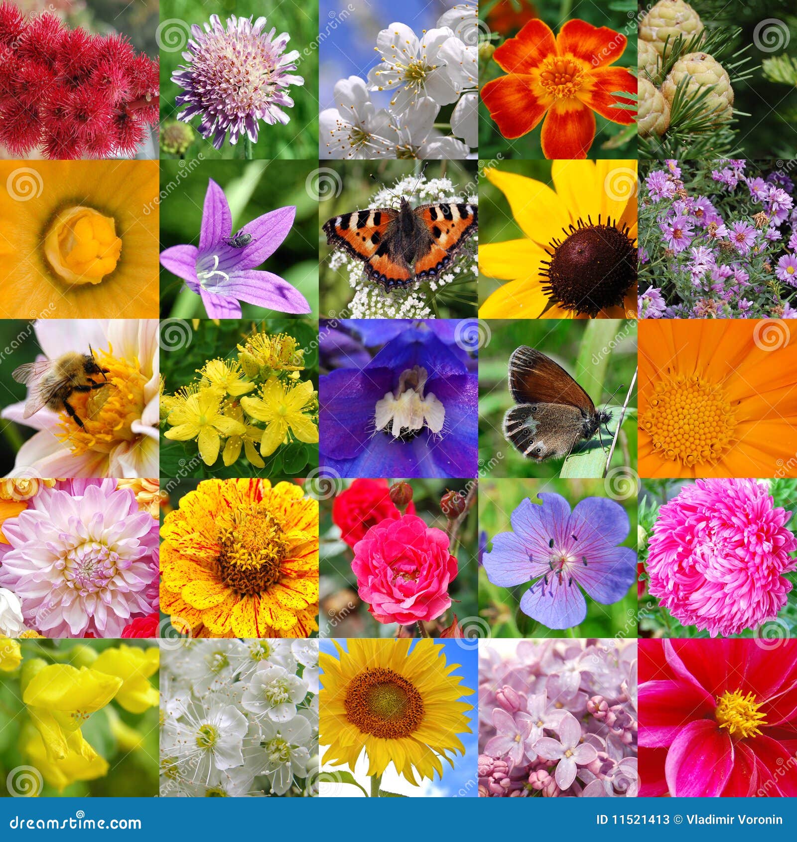 Collage from Beautiful Colours Stock Image - Image of colours, nature ...