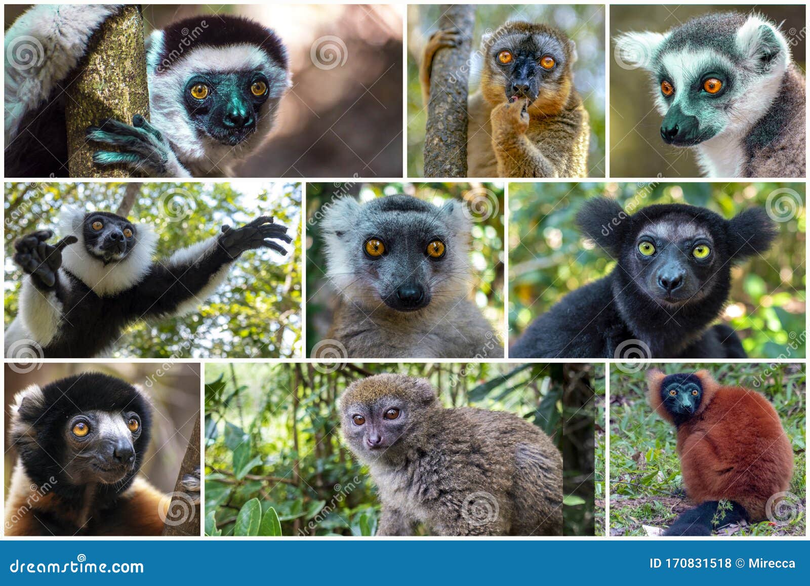Collage Of Beautiful Lemurs, Different Types Of Lemurs ...