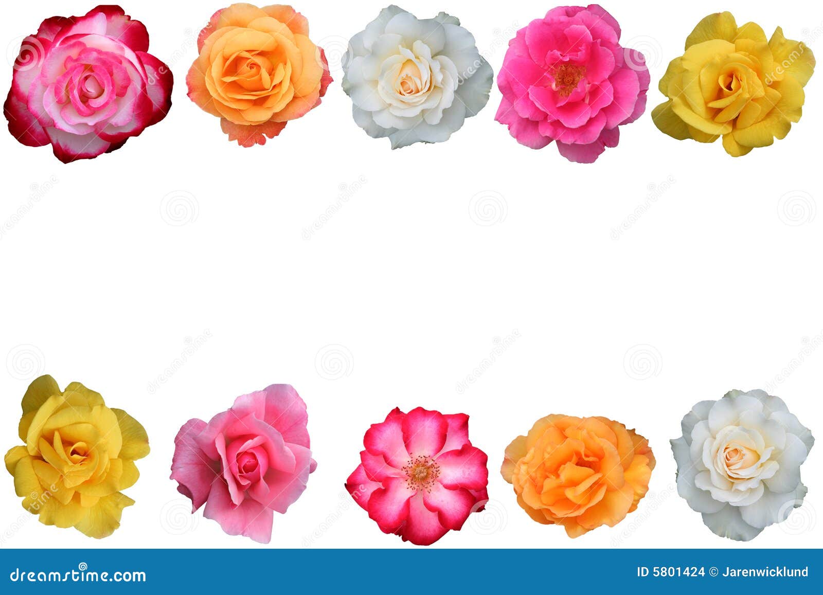 Collage of Beautiful Rose Blossoms Stock Illustration Illustration of