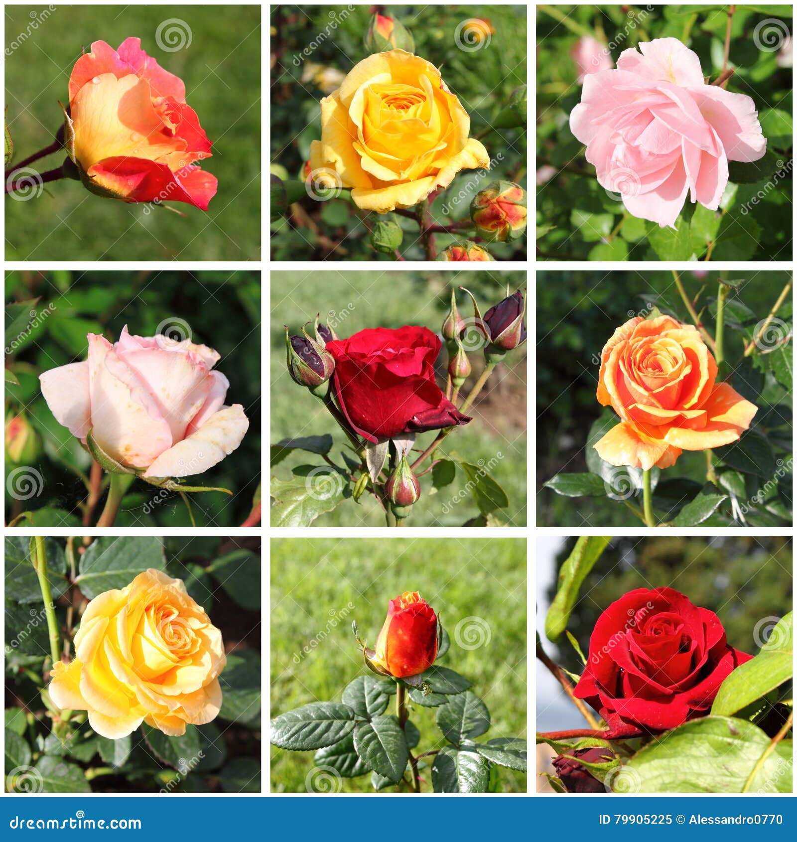Collage of beautiful roses stock image. Image of green 79905225