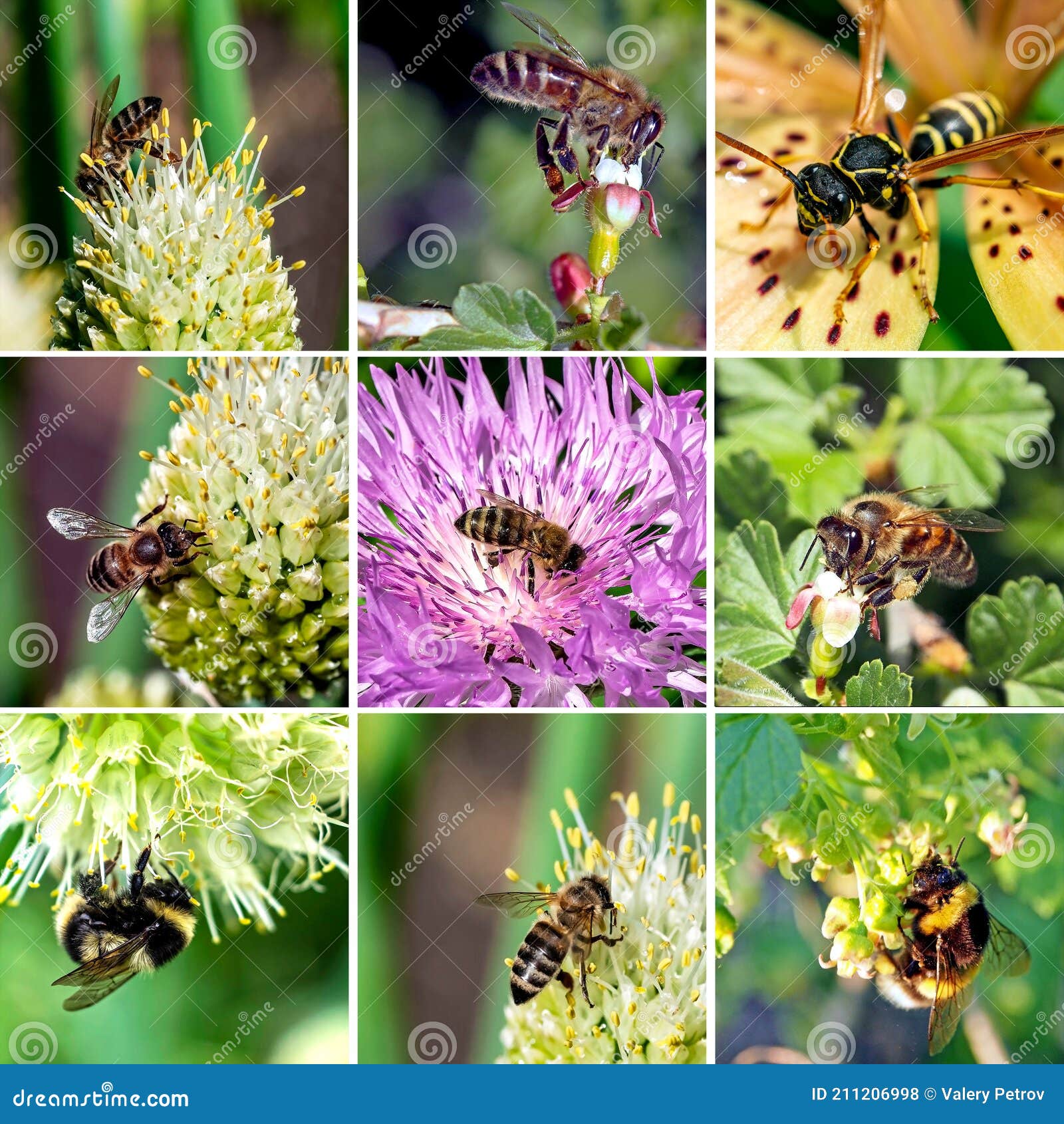 Collage of Bees Pollinating Flowering Plants, Macro Stock Photo - Image ...