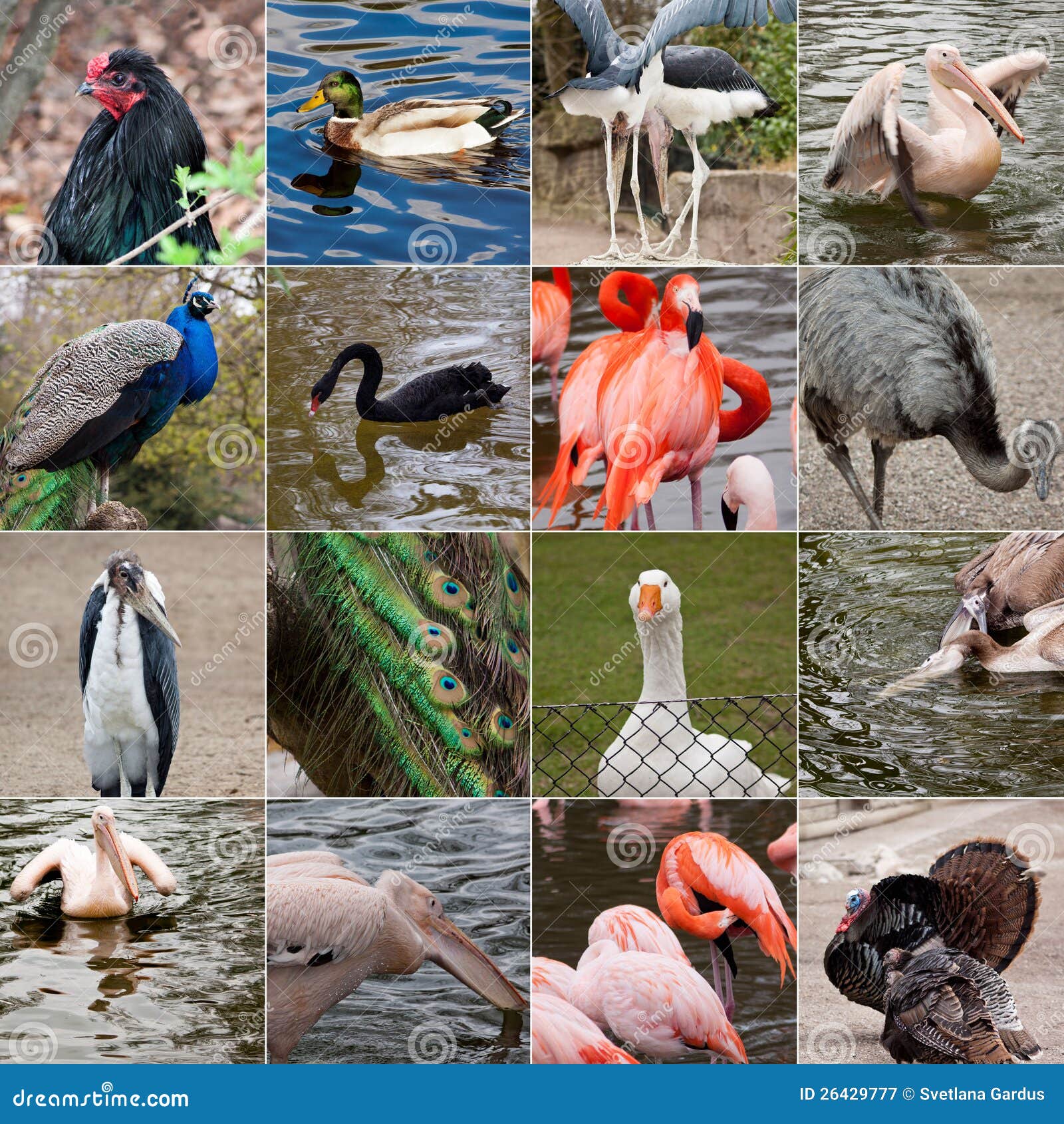 Collage of birds stock image. Image of tranquil, tropical 26429777