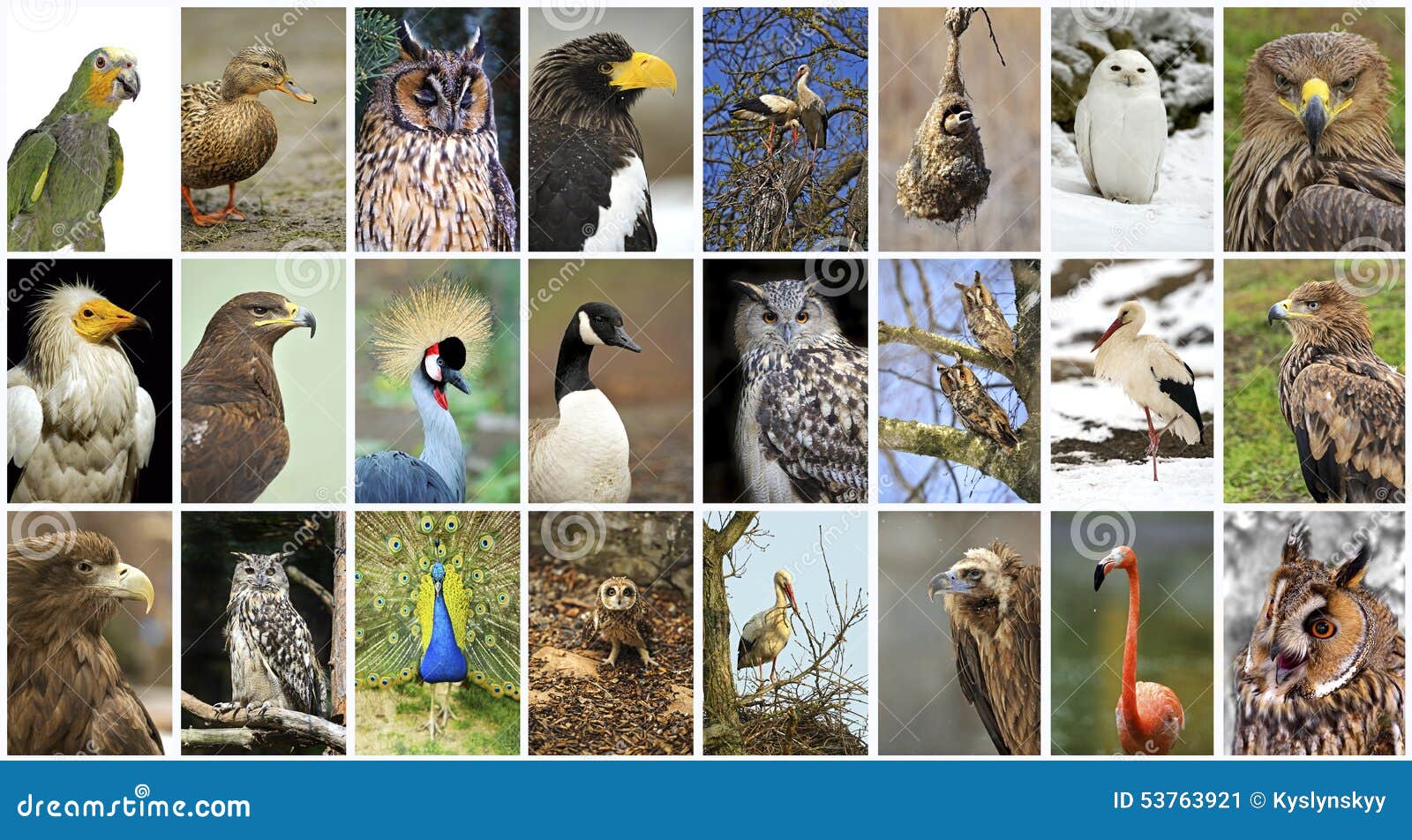 Collage Birds Stock Photo - Image: 53763921