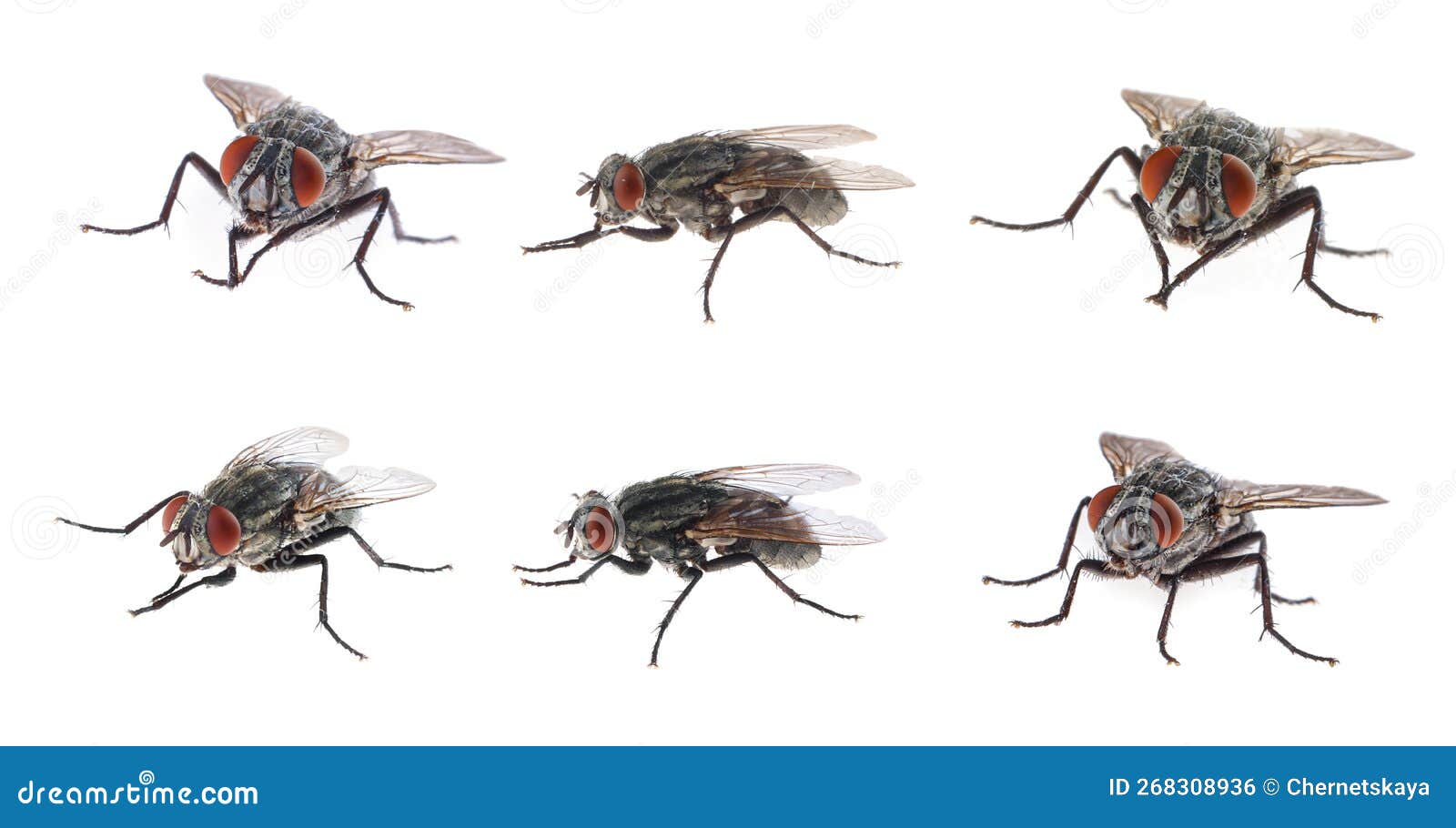 Collage with Common Black Flies on White Background Stock Photo Image