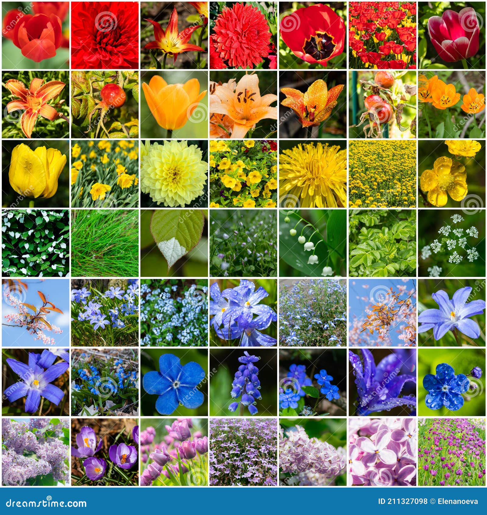 Collage Con Muchas Imágenes De Diferentes Flores De Colores En Colores Arcoíris. Tamaño Completo Foto de archivo - Imagen de perejil, talla: 211327098 Collage Con Muchas Imágenes De Diferentes Flores De Colores En Colores Arcoíris. Tamaño Completo Foto de archivo - Imagen de perejil, talla: 211327098