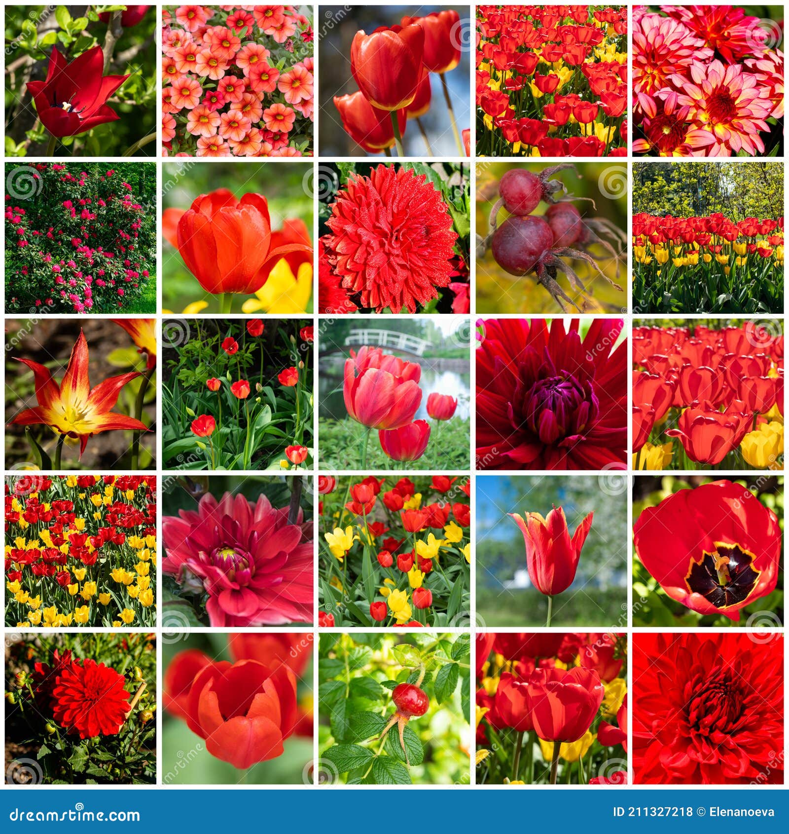 Collage Con Muchas Imágenes De Diferentes Flores Rojas. Tamaño Completo  Foto de archivo - Imagen de verano, talla: 211327218