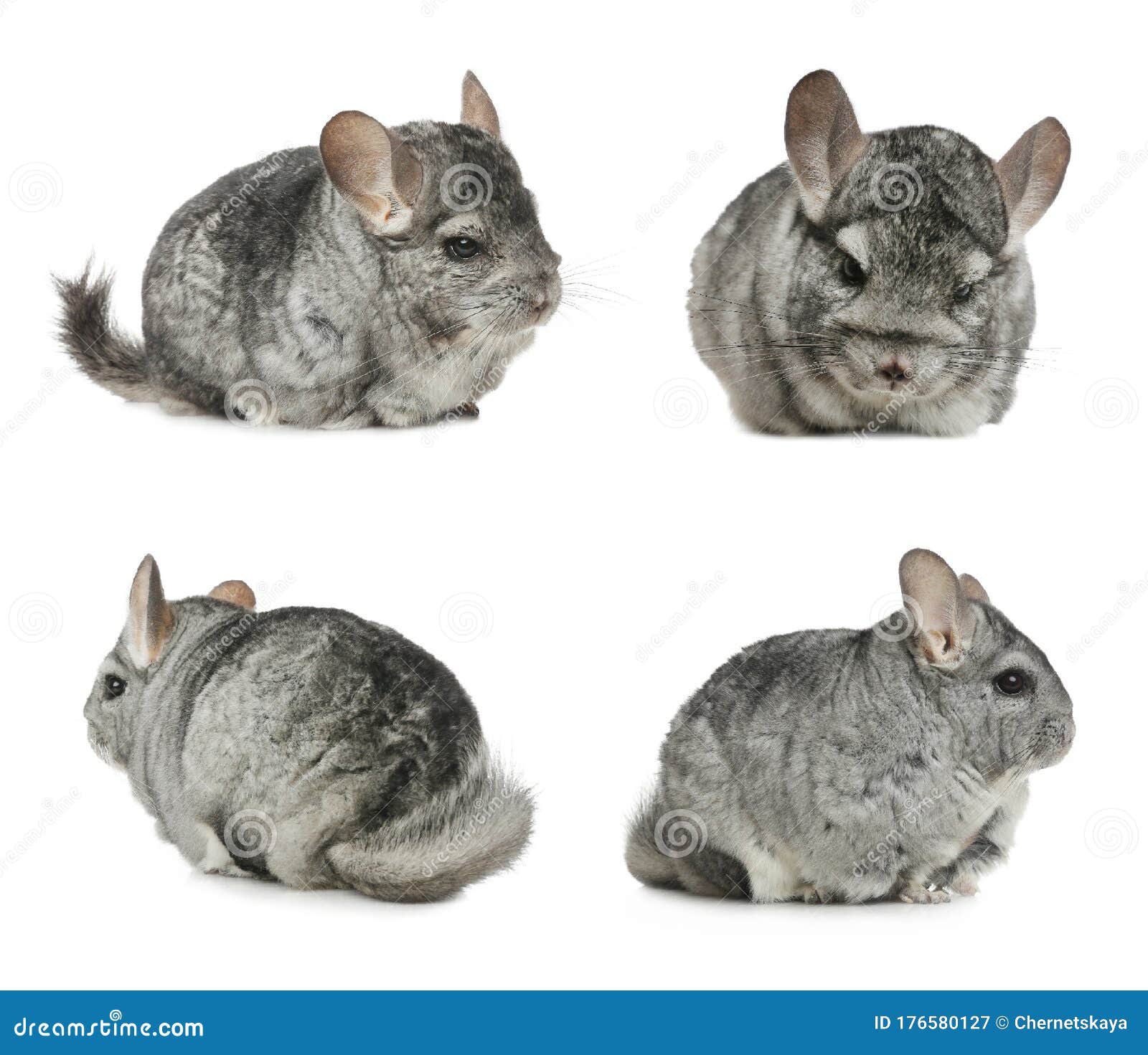 collage with cute grey chinchillas on background