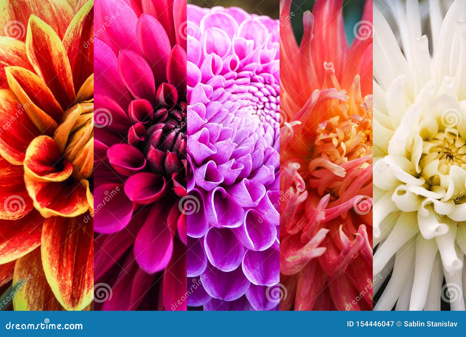 Collage De Diversas Imágenes De Las Dalias De Las Flores Del Otoño Stock de ilustración - Ilustración de dalia, belleza: 154446047 Collage De Diversas Imágenes De Las Dalias De Las Flores Del Otoño Stock de ilustración - Ilustración de dalia, belleza: 154446047