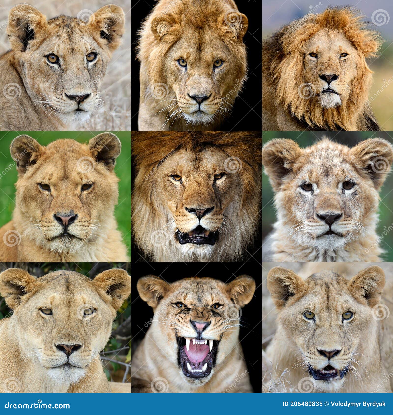 Collage De Nueve Fotos De Un Retrato De León Imagen de archivo - Imagen de  asia, cara: 206480835