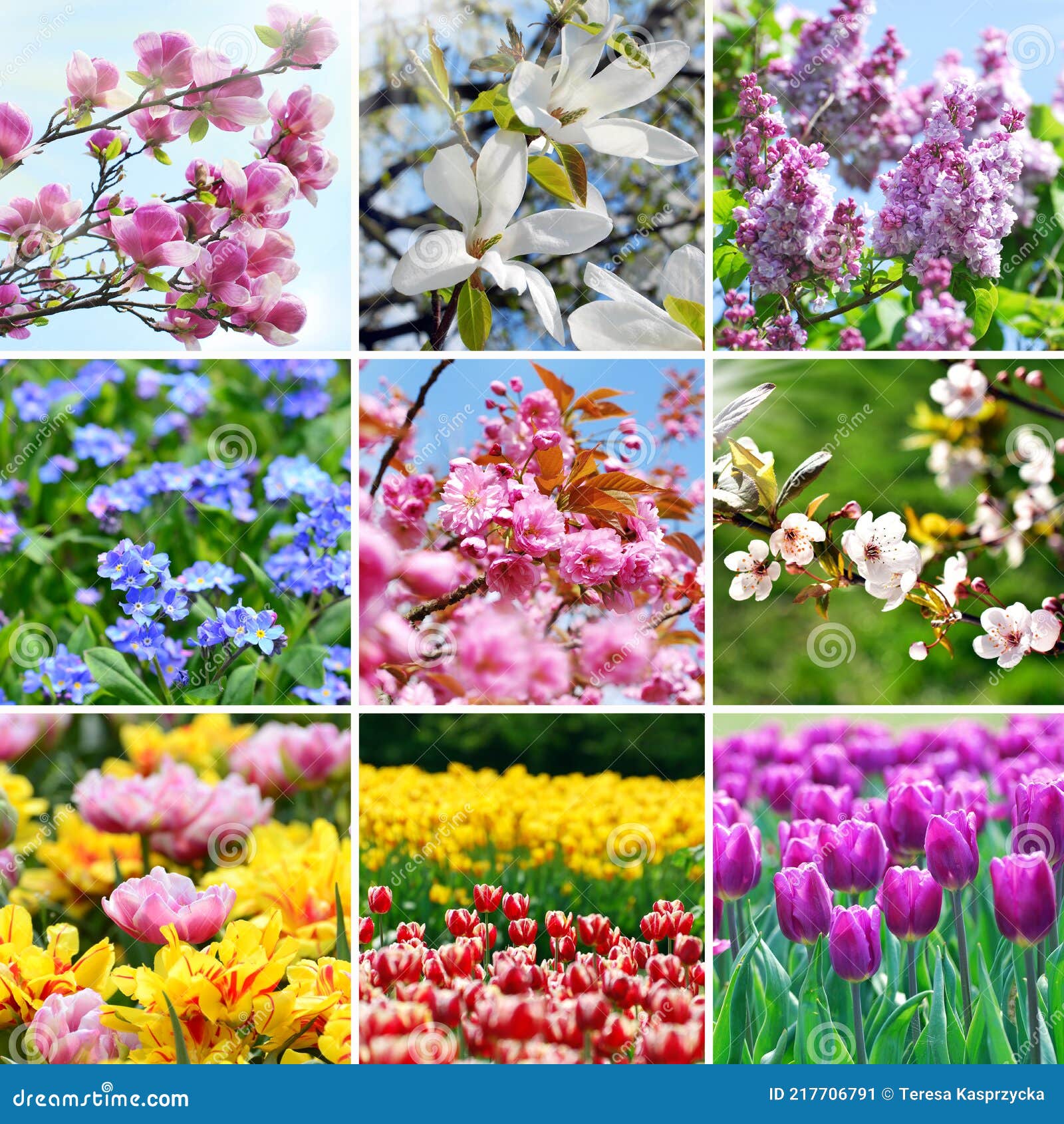 Collage De Primavera Con Coloridas Imágenes De Flores De Temporada Imagen  de archivo - Imagen de exterior, estacional: 217706791