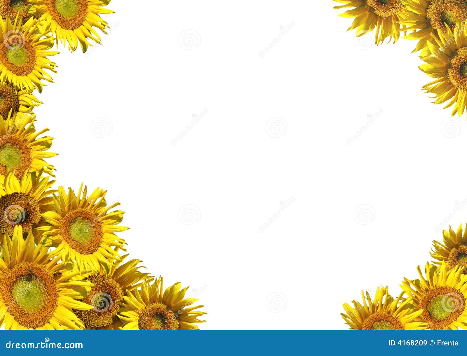 Collage a Decorative Framework from Sunflowers Stock Image Image of