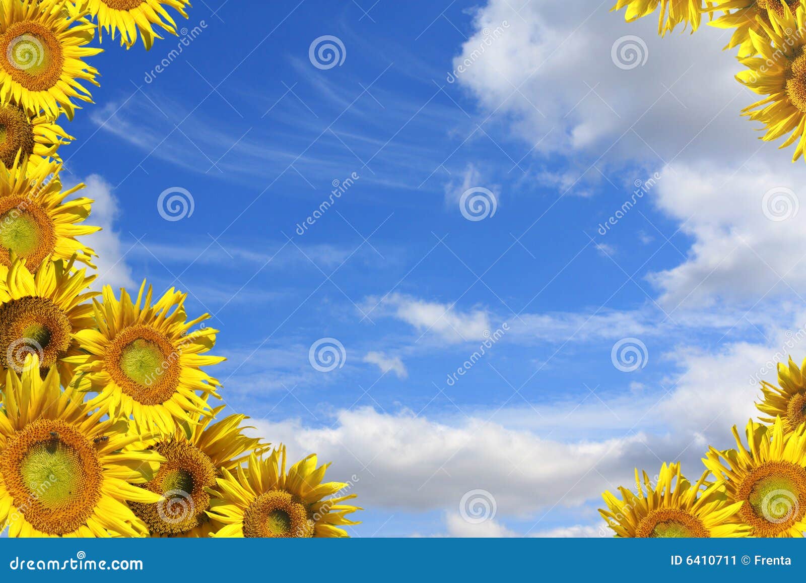 Collage - Dekorativer Rahmen Von Den Sonnenblumen Stockbild - Bild von